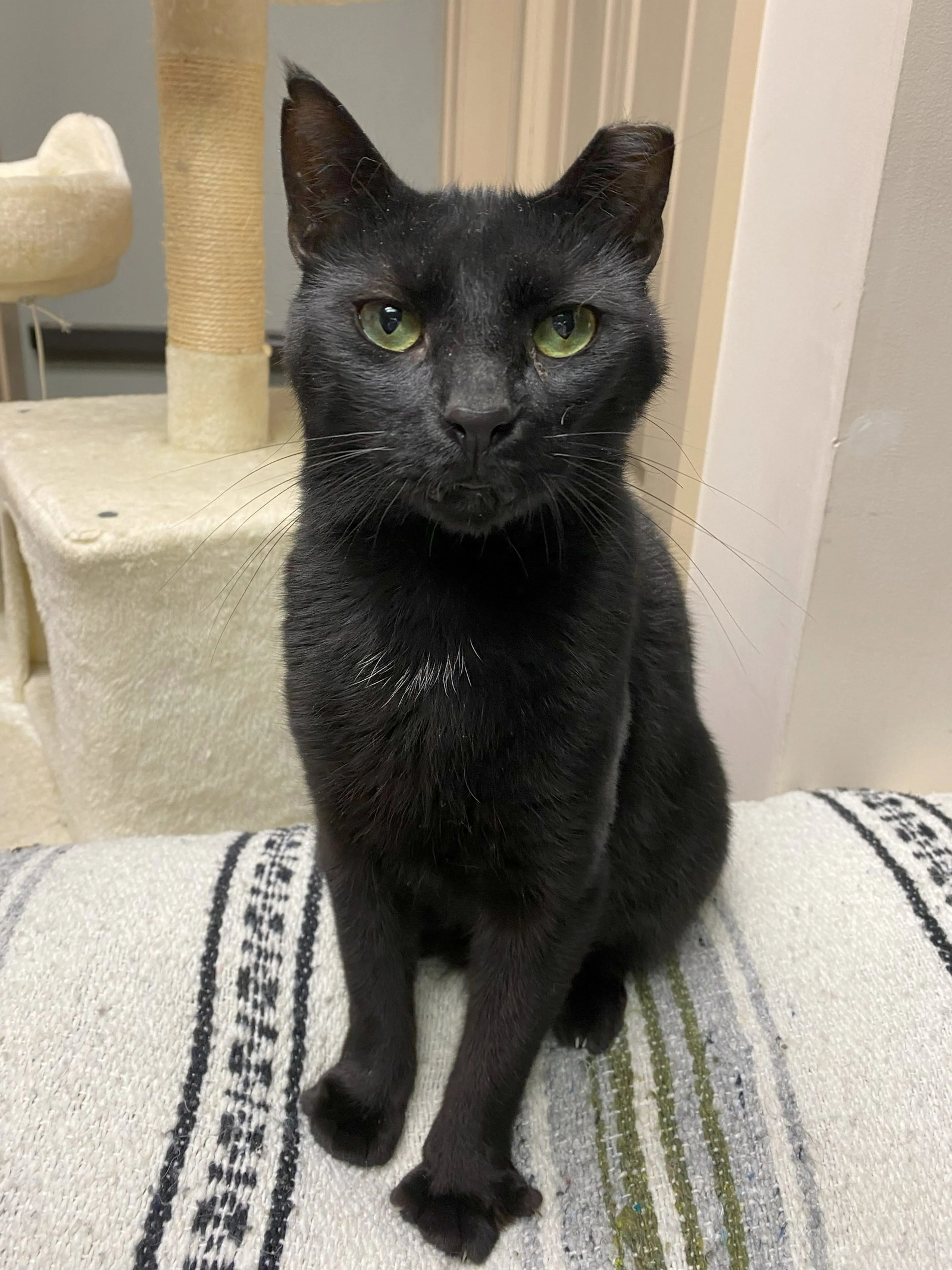Found pet-2