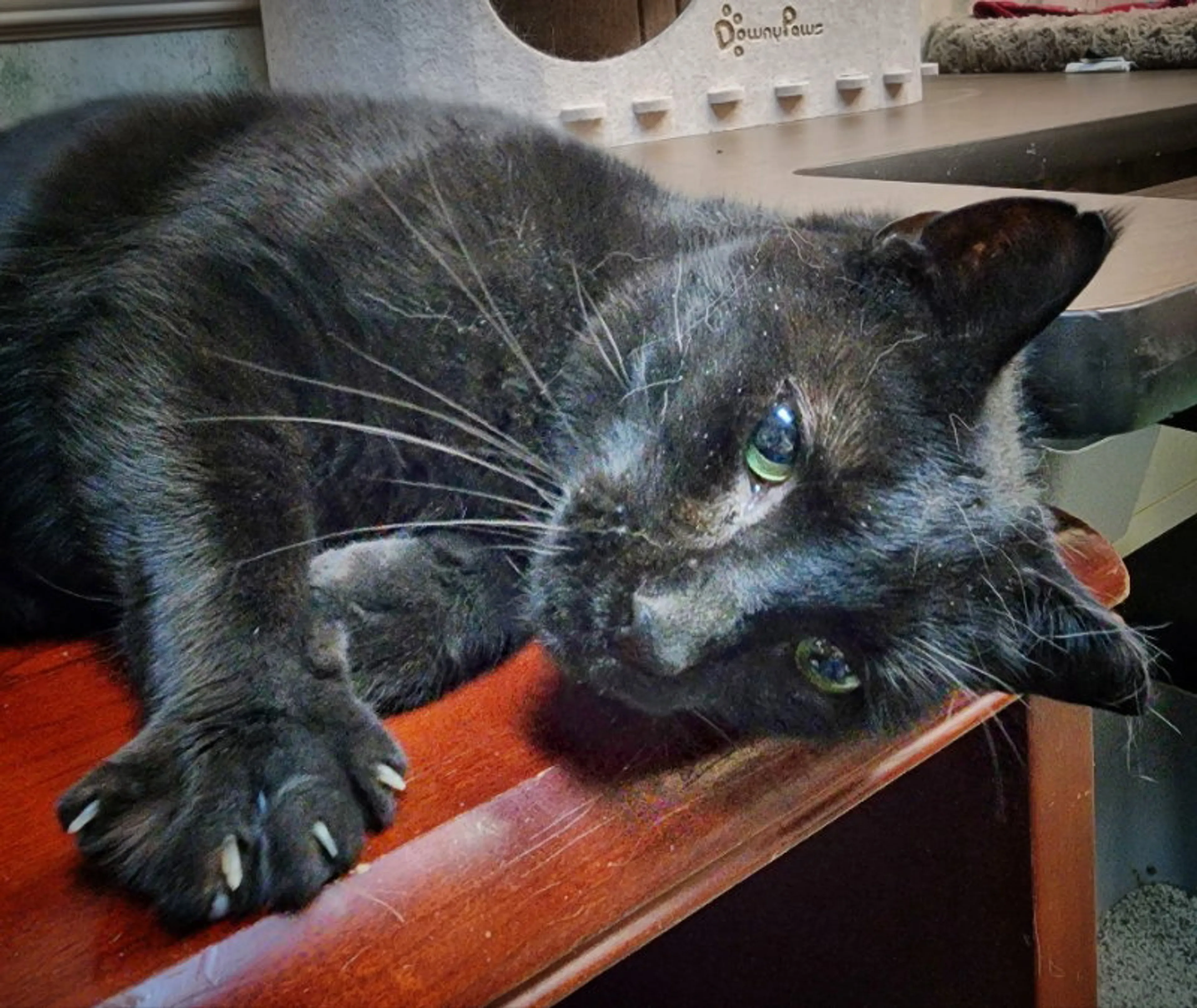 Found pet-8