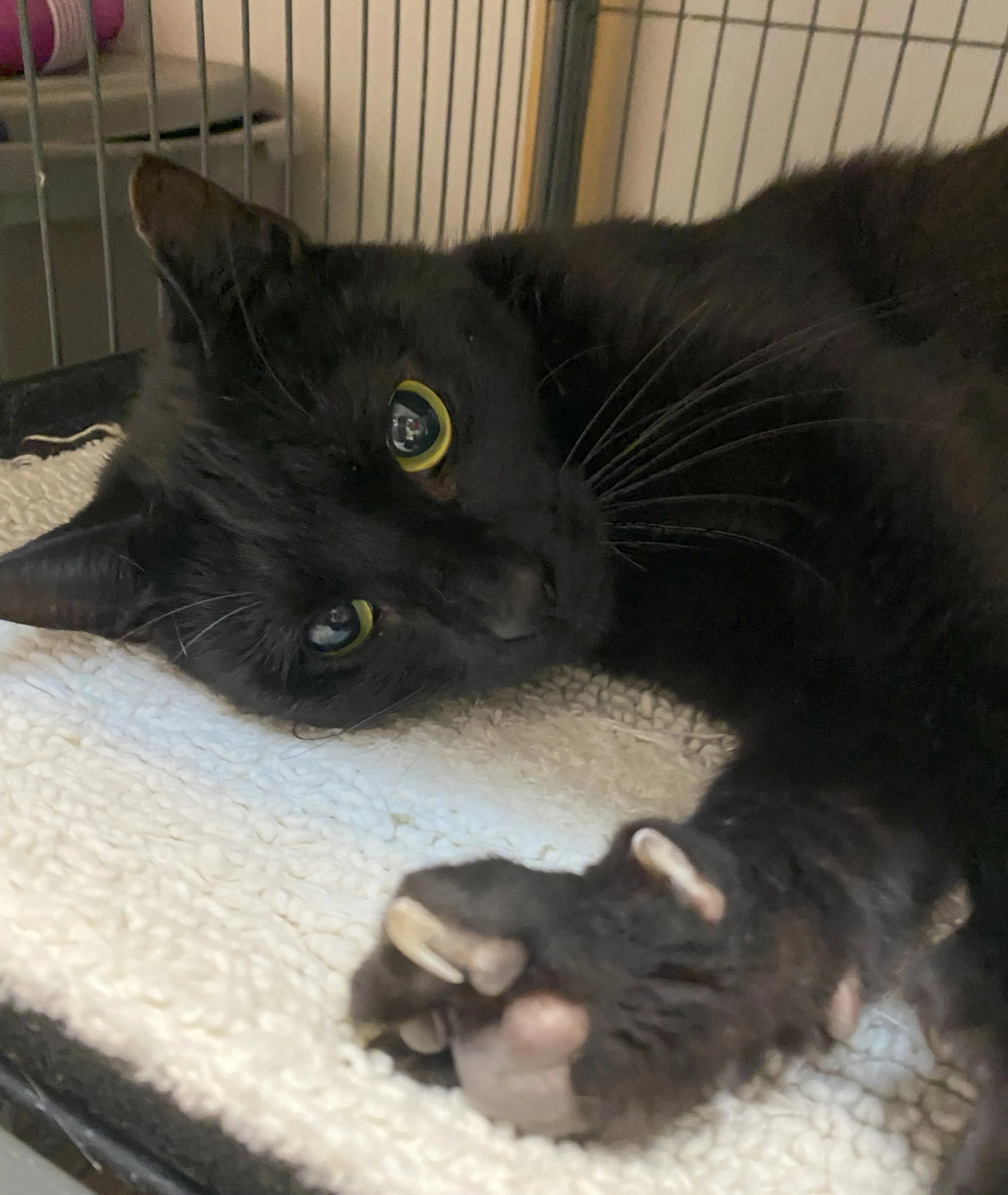 Found pet-7