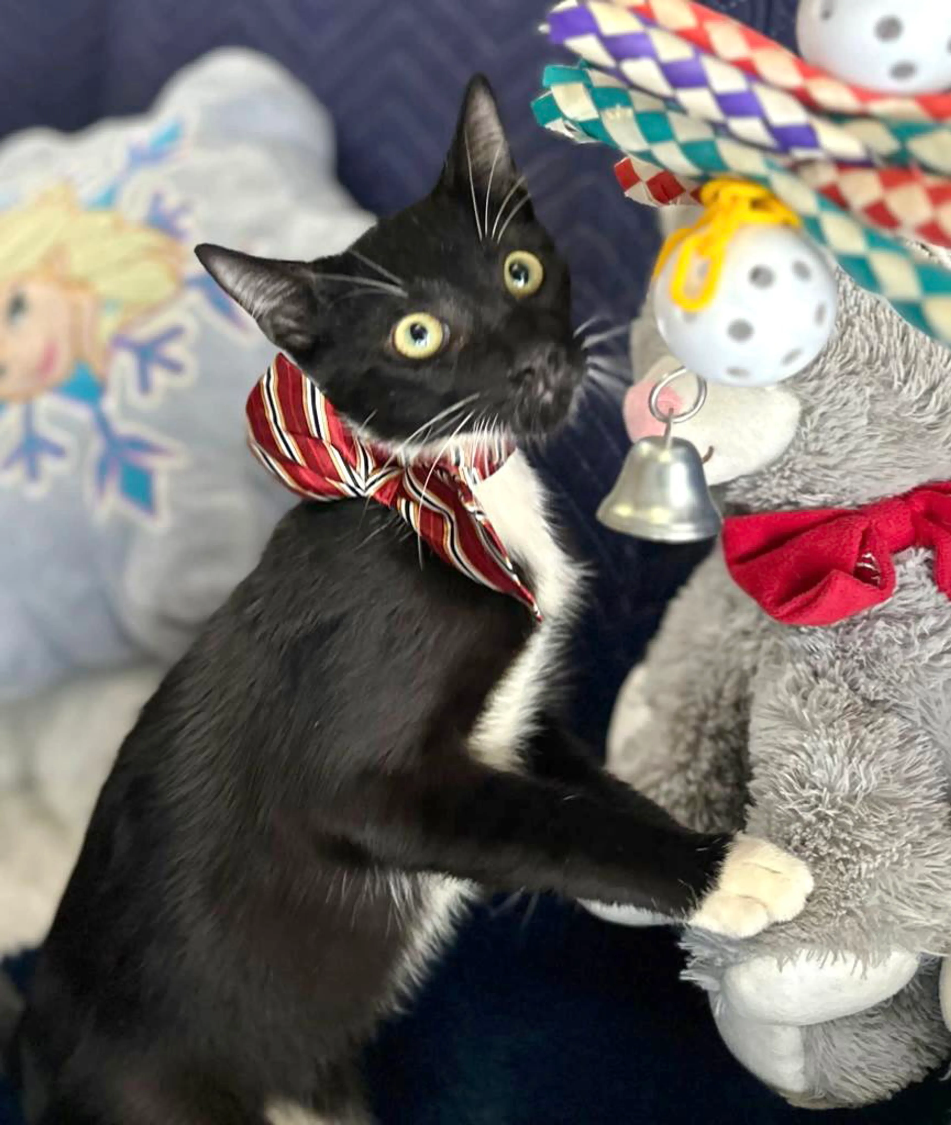 Found pet-4