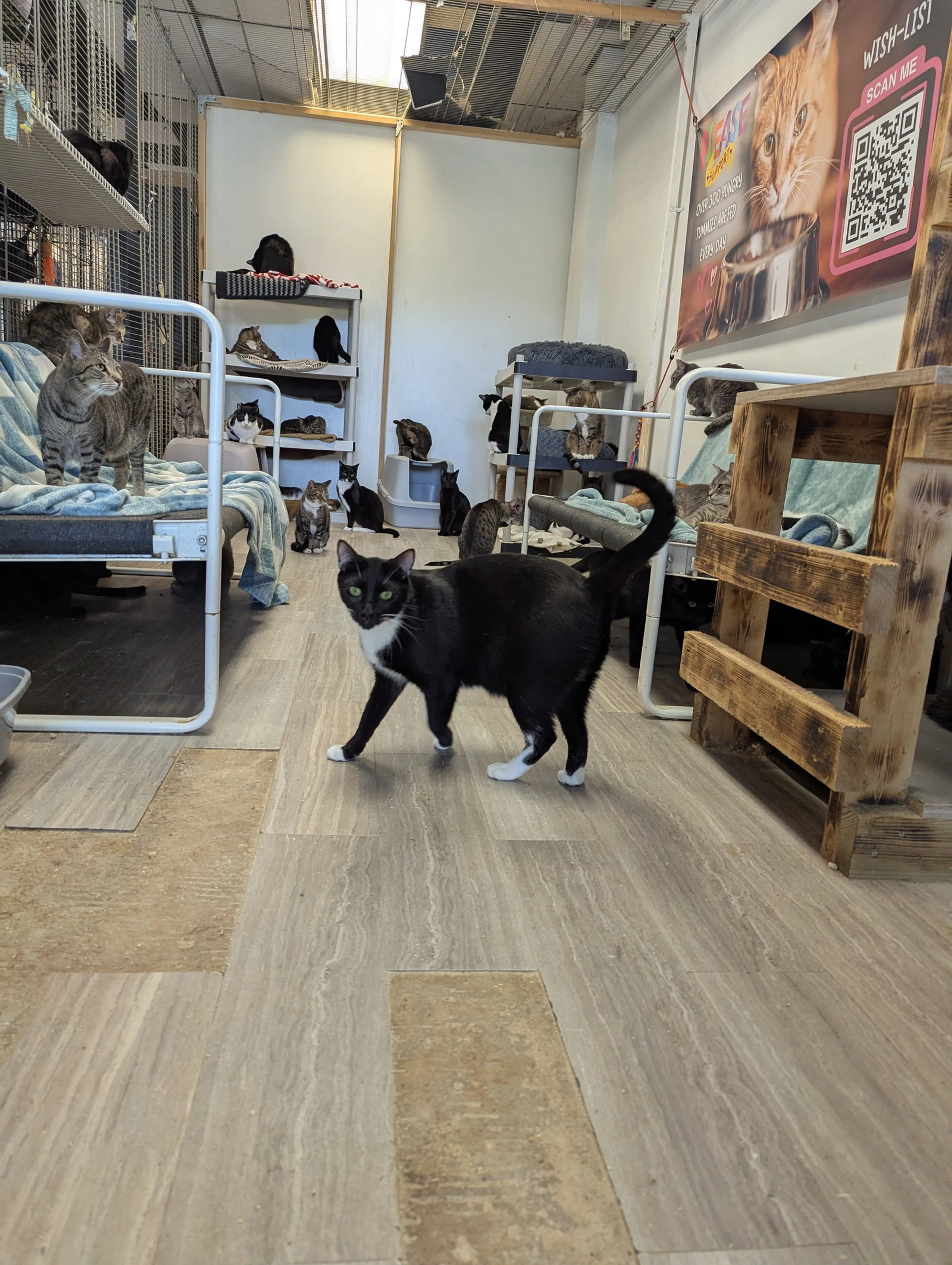 Found pet-6