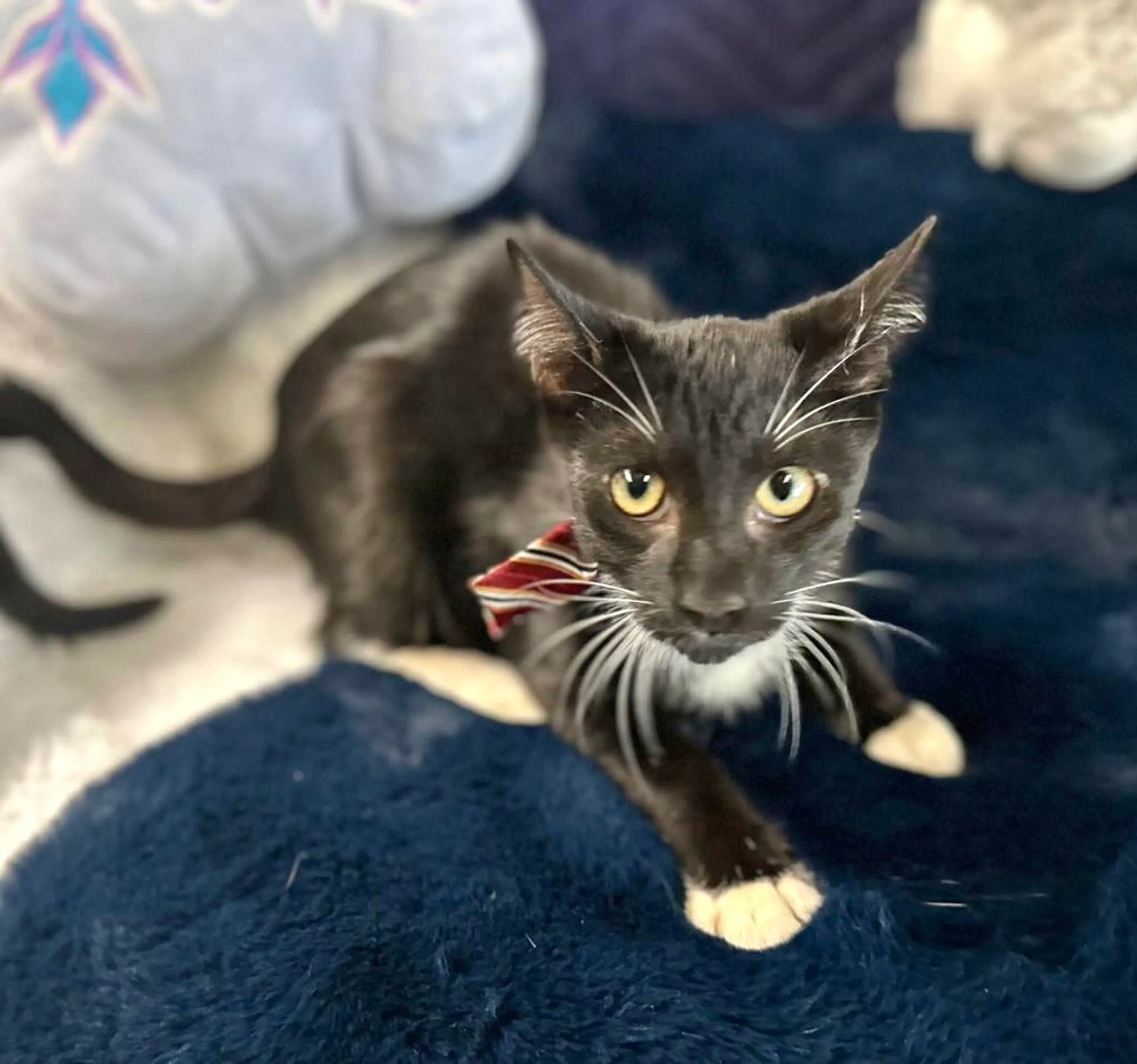 Found pet-2