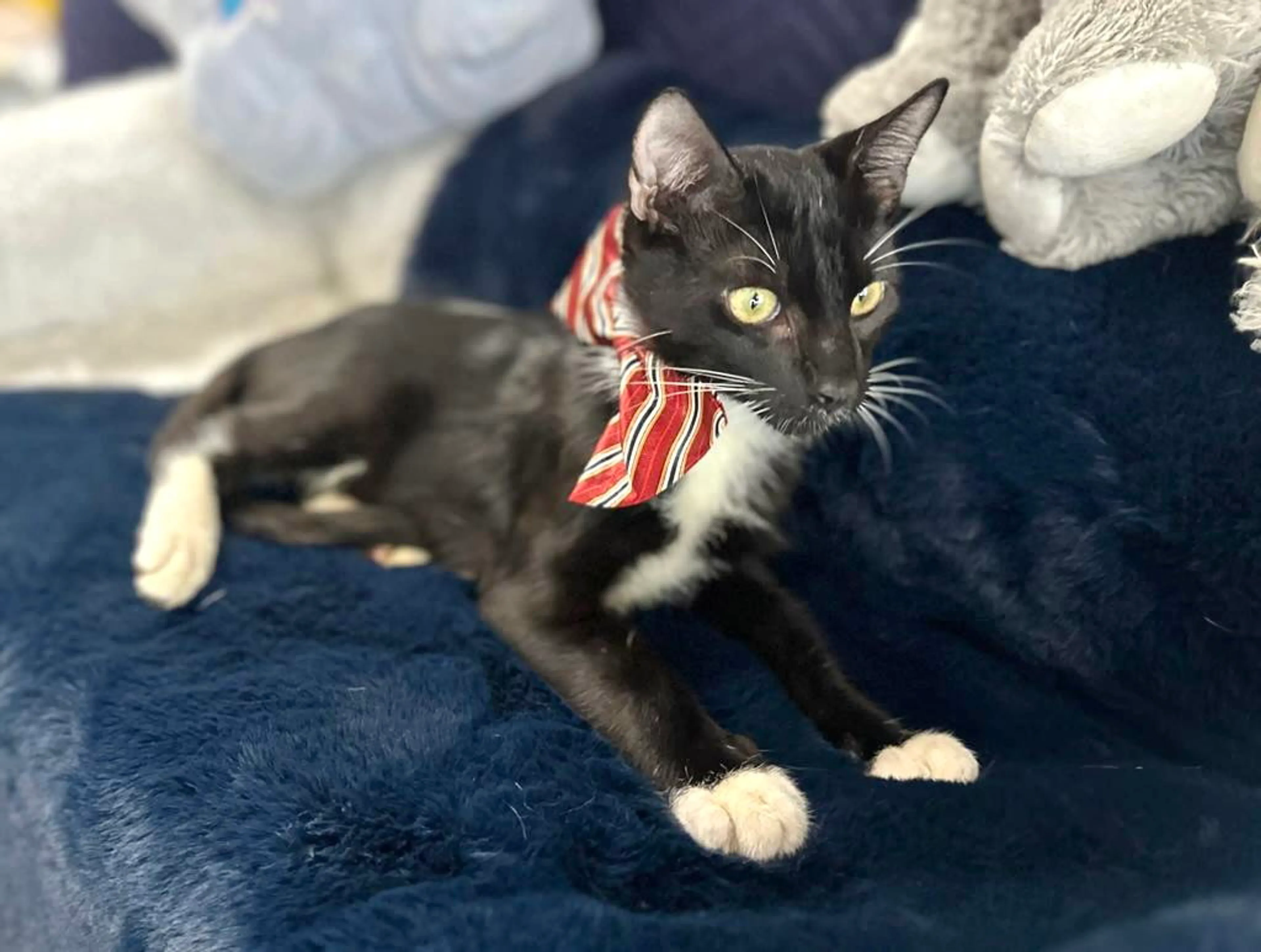 Found pet-1