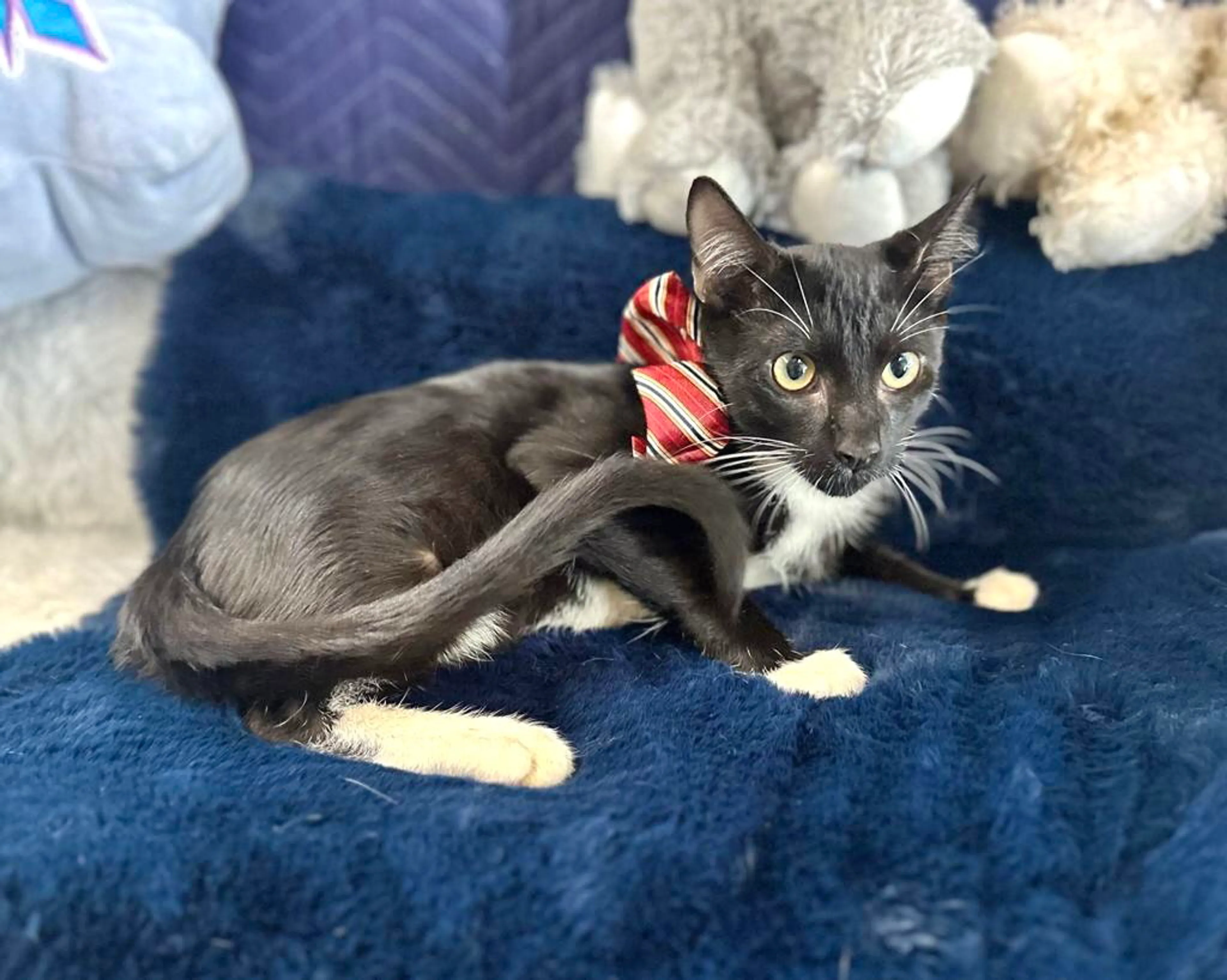 Found pet-3