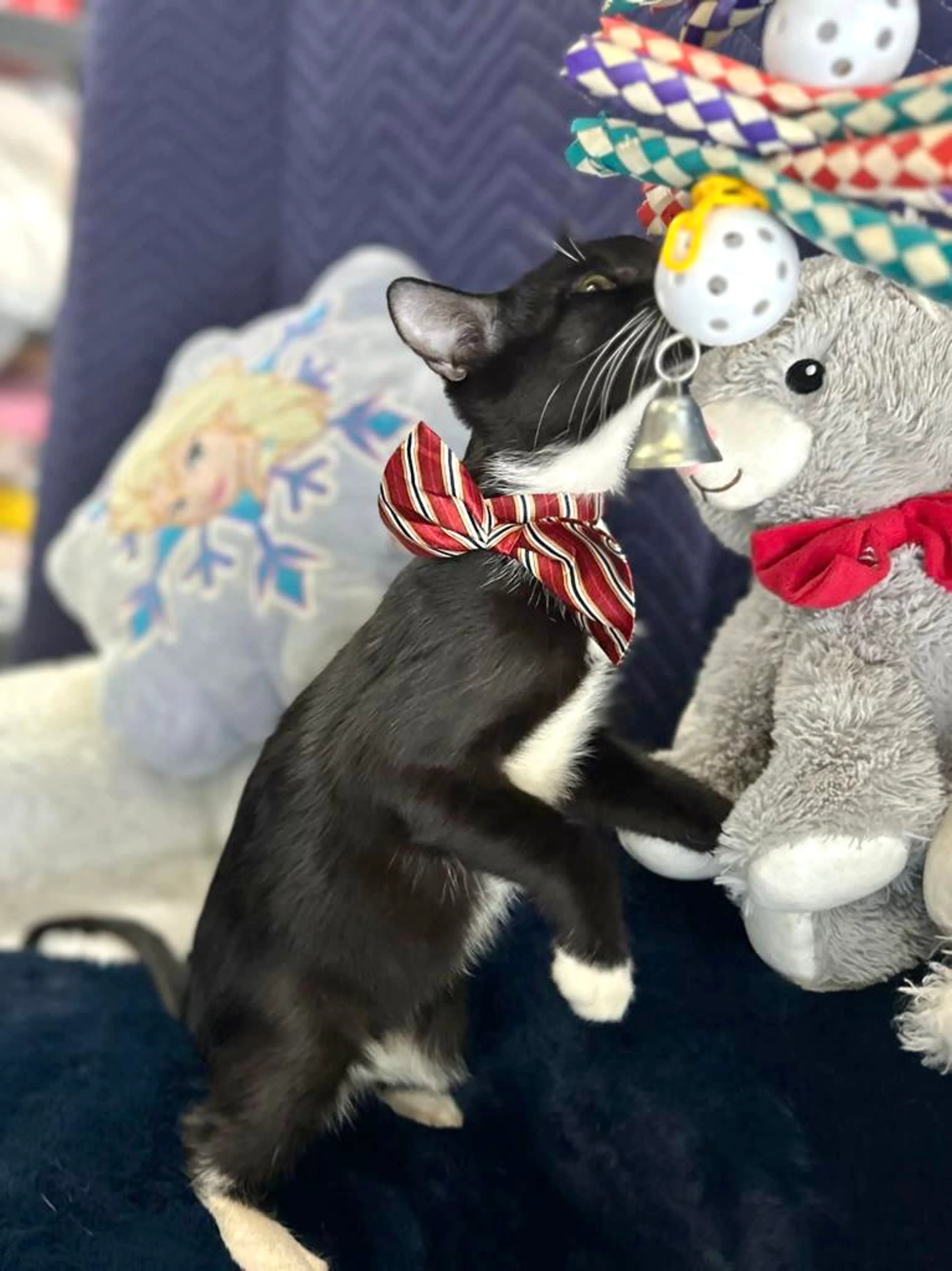 Found pet-5