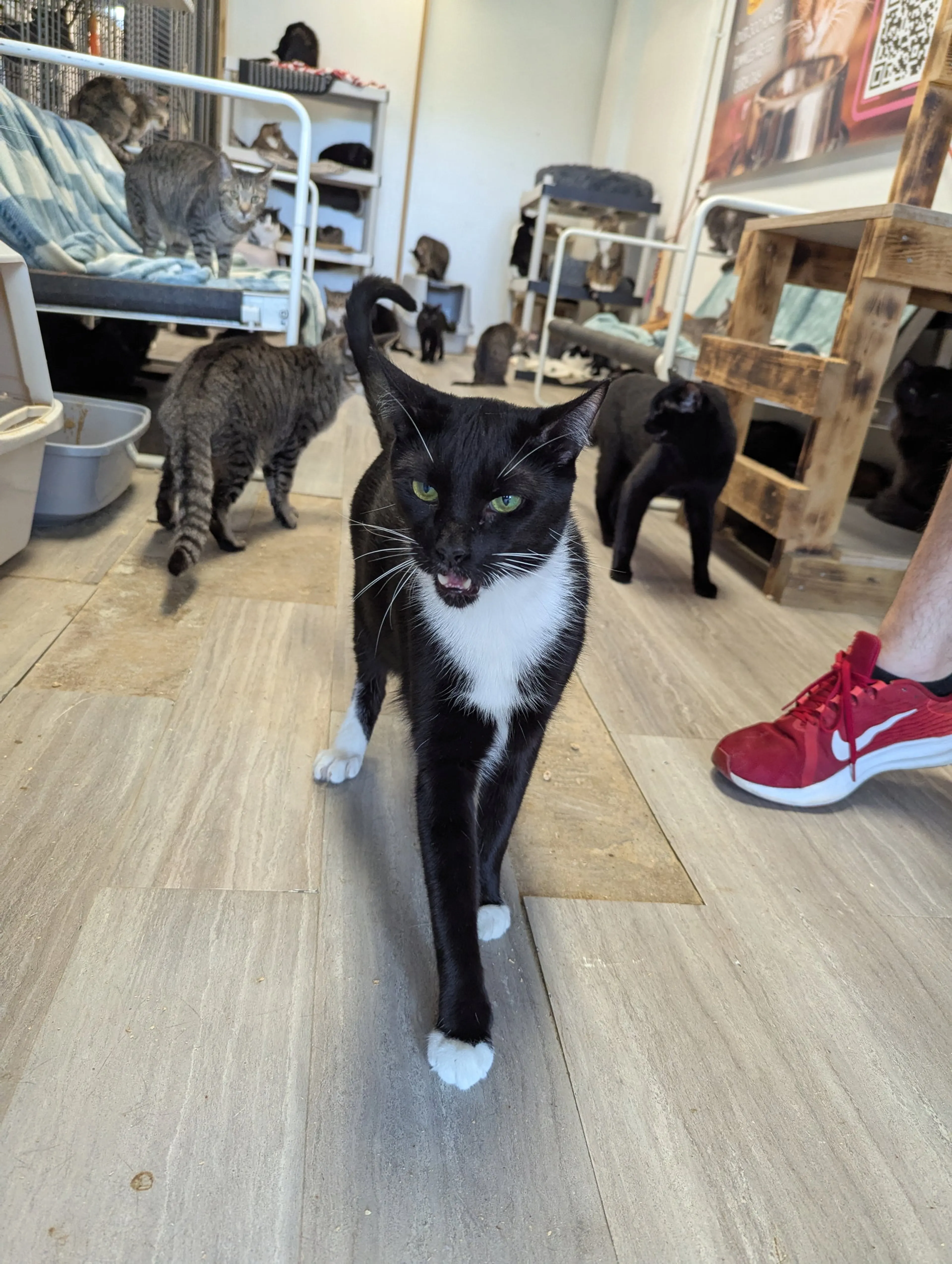 Found pet-8