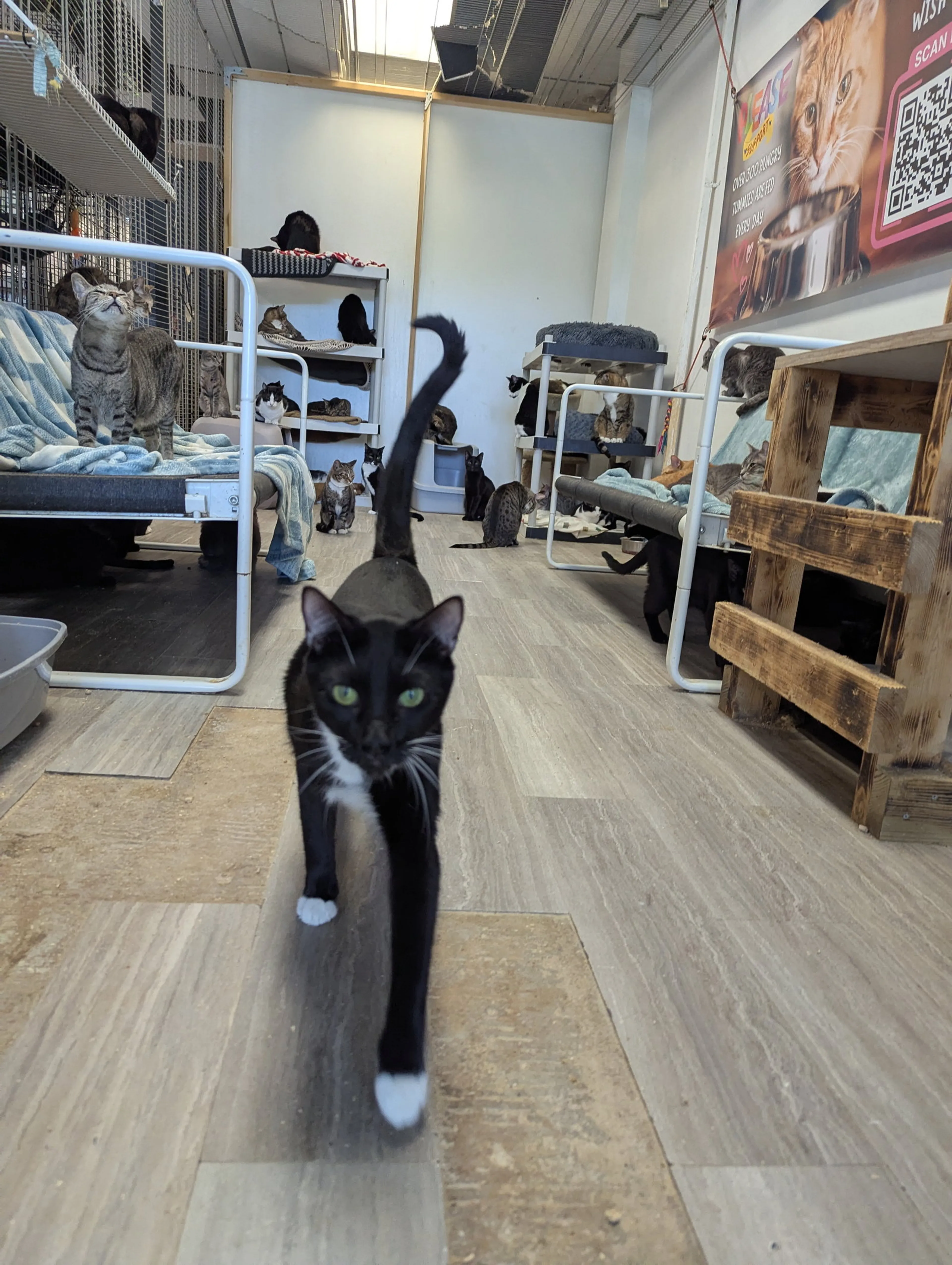 Found pet-7