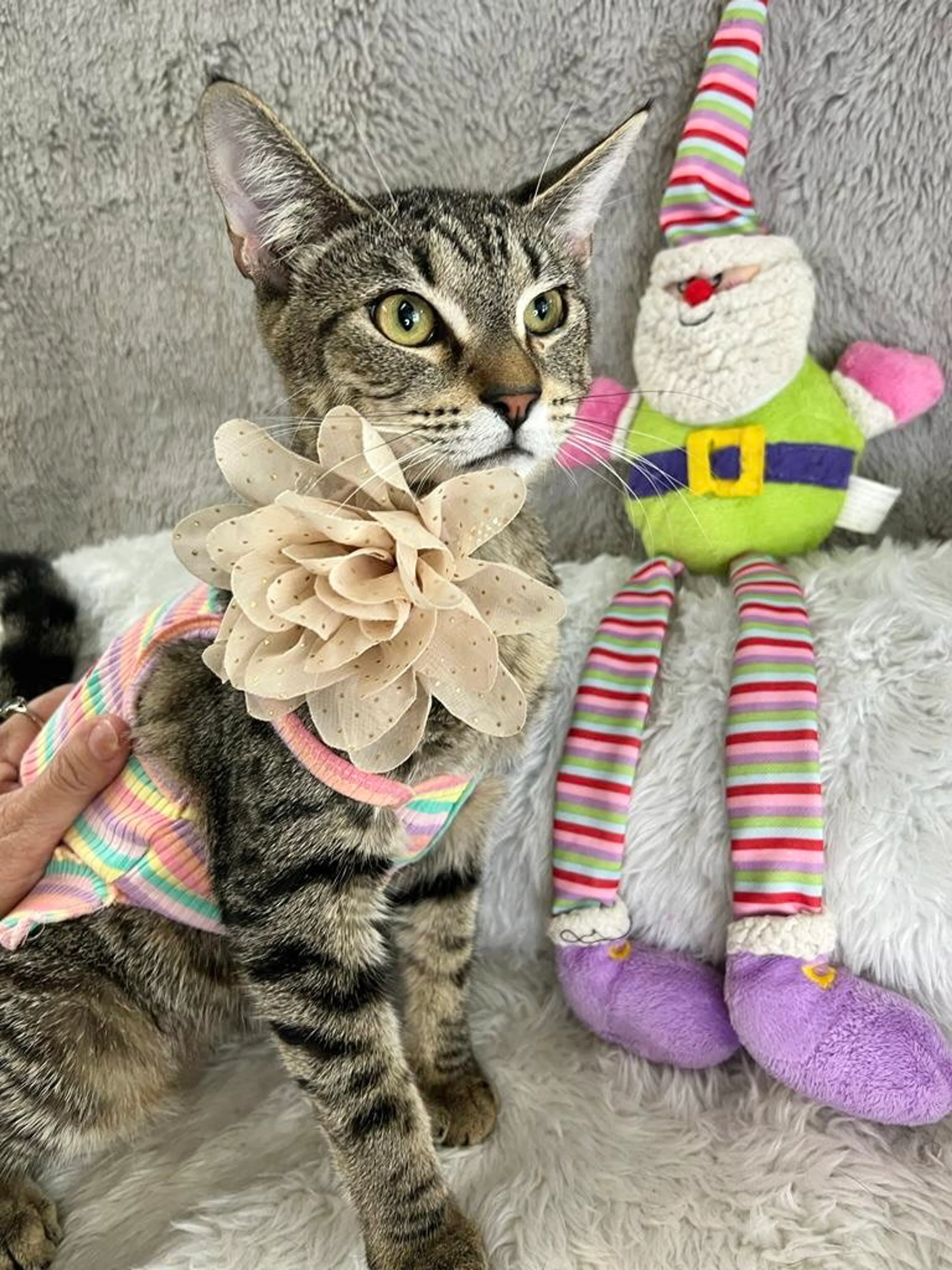 Found pet-4