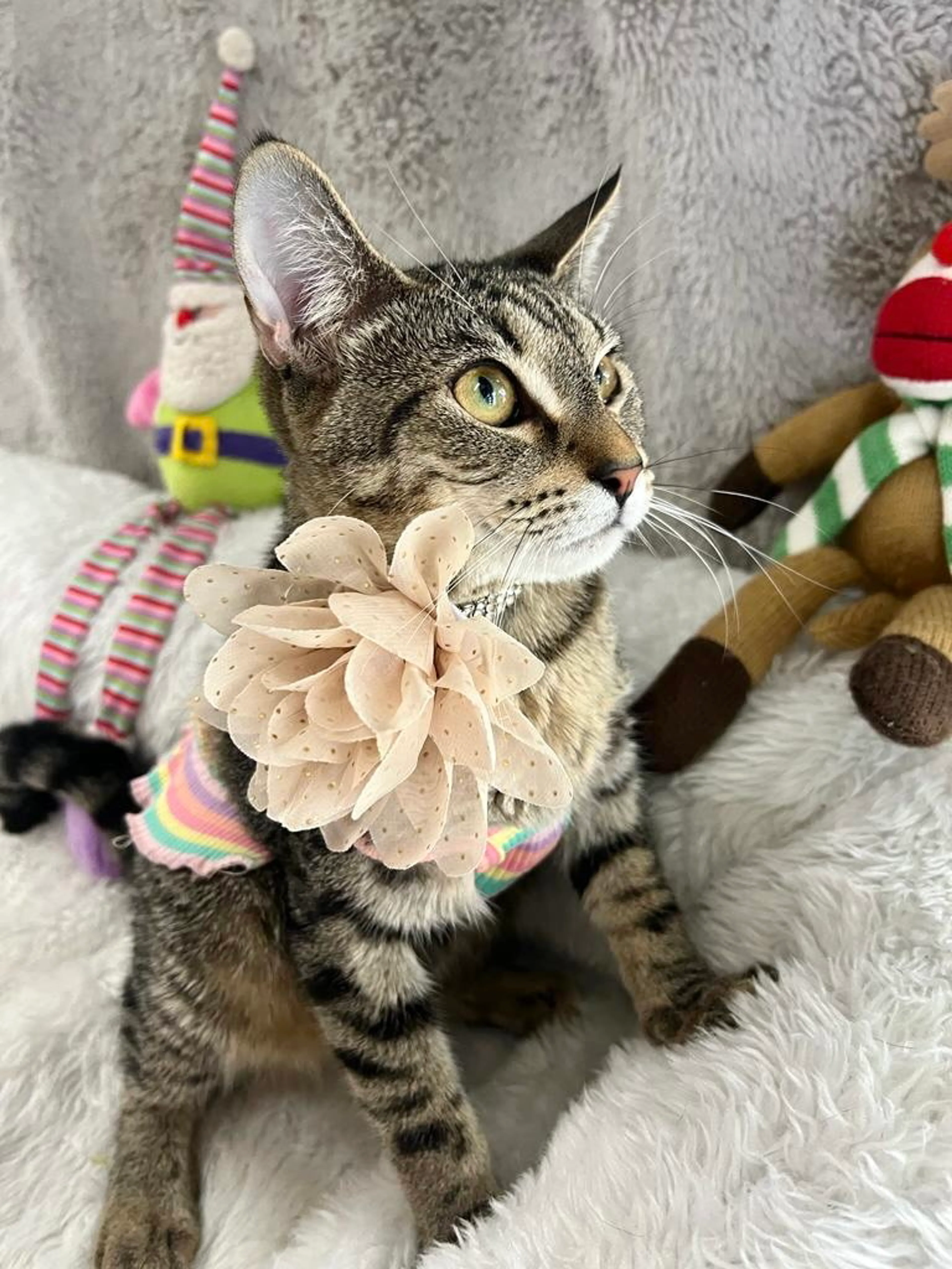 Found pet-6