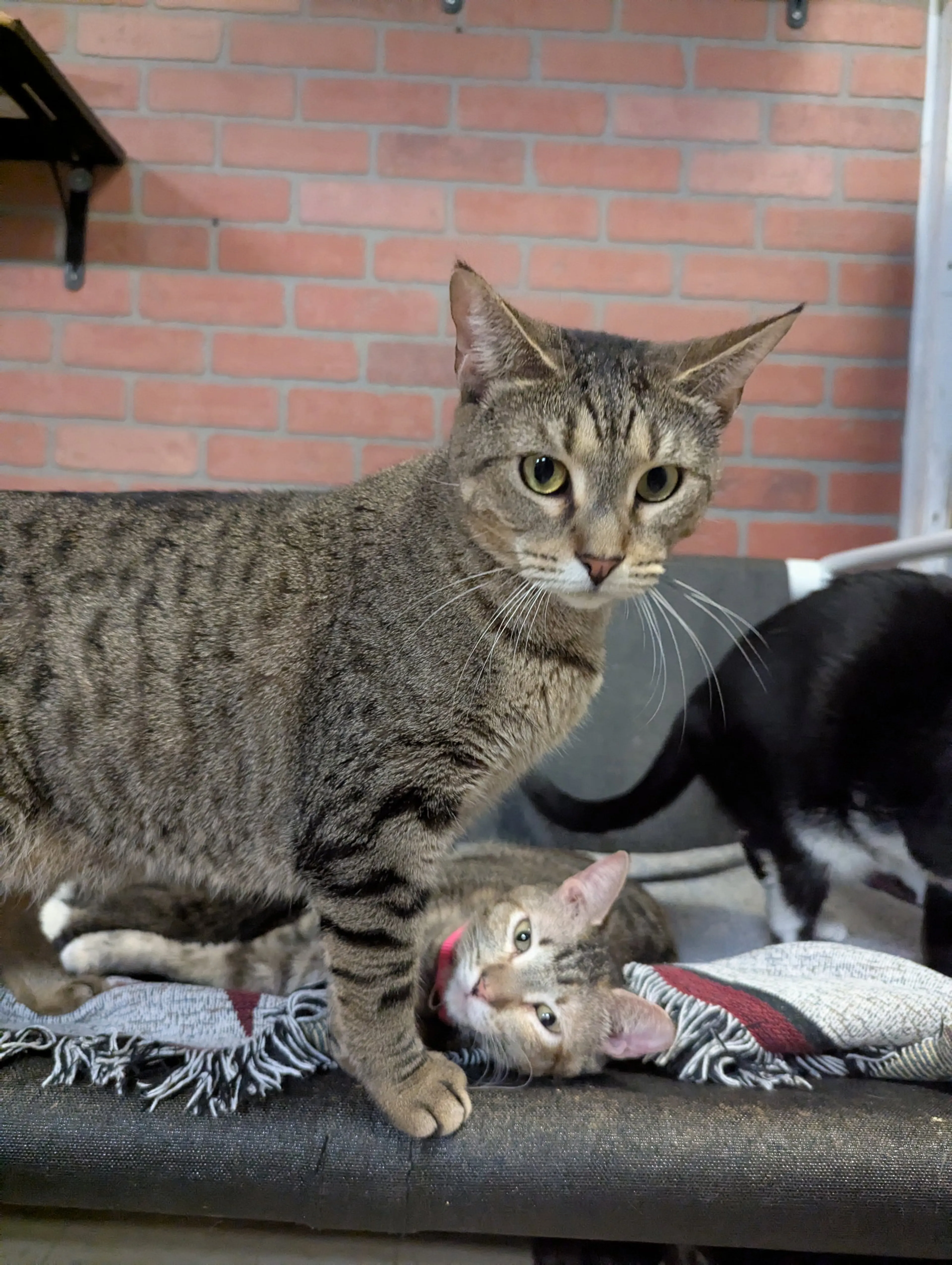Found pet-2