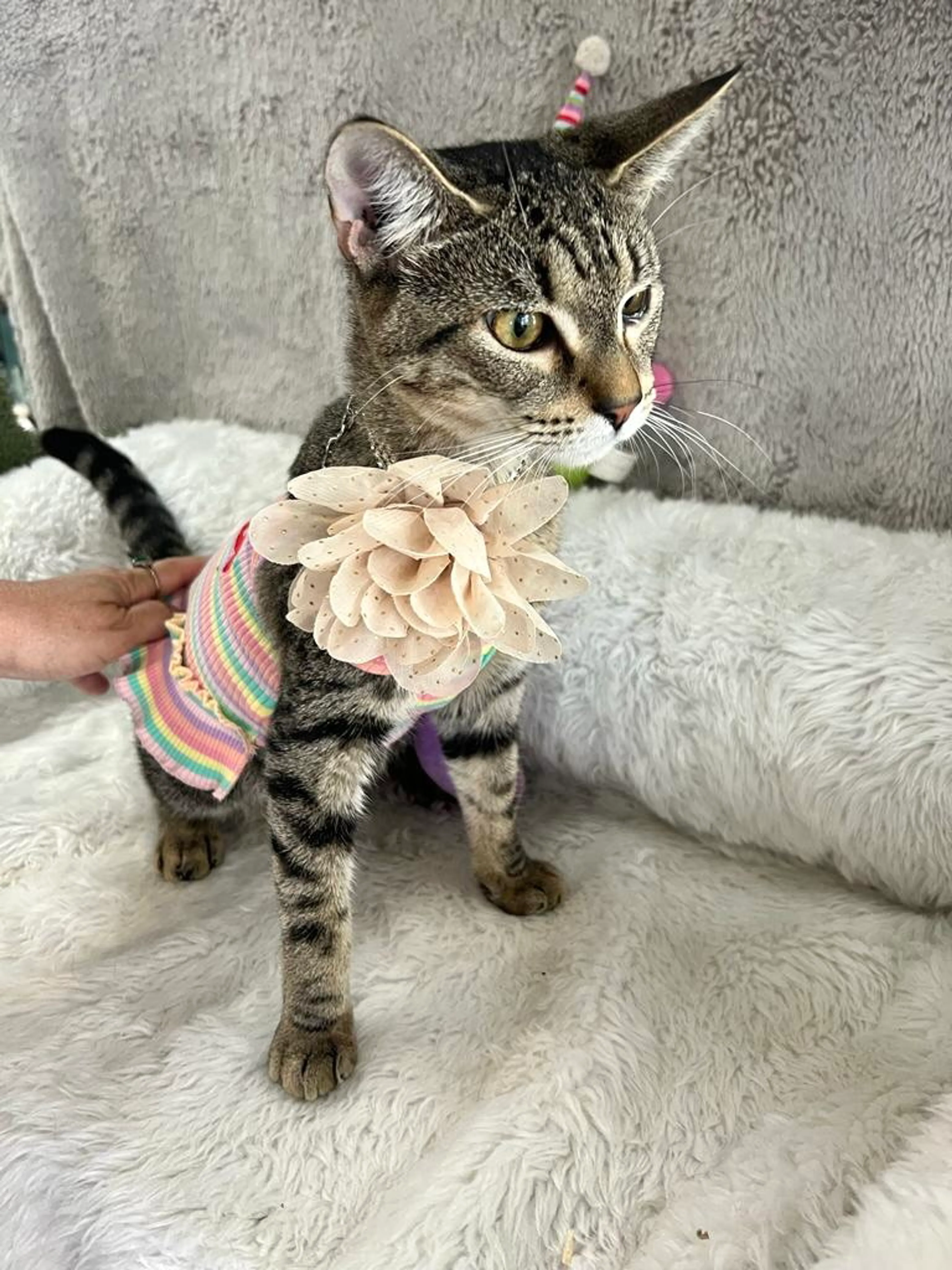 Found pet-5