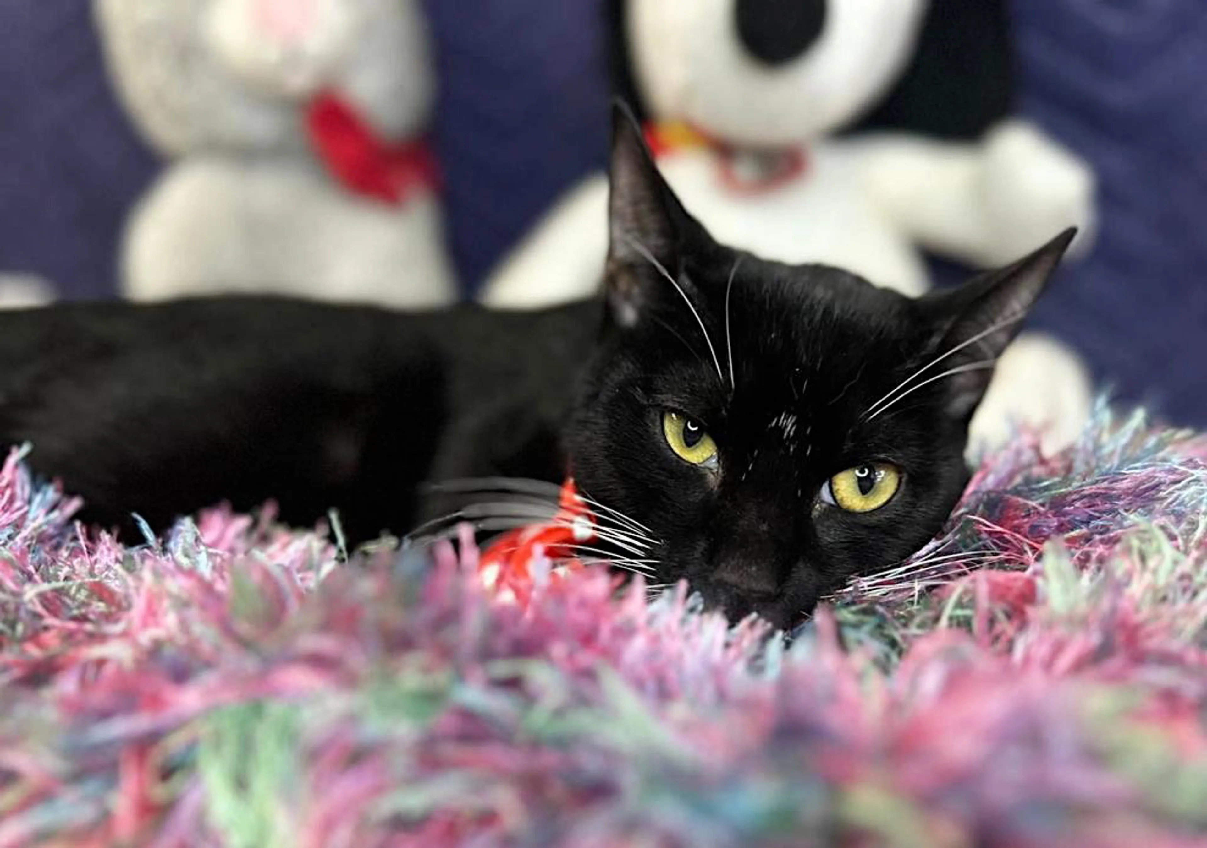 Found pet-1