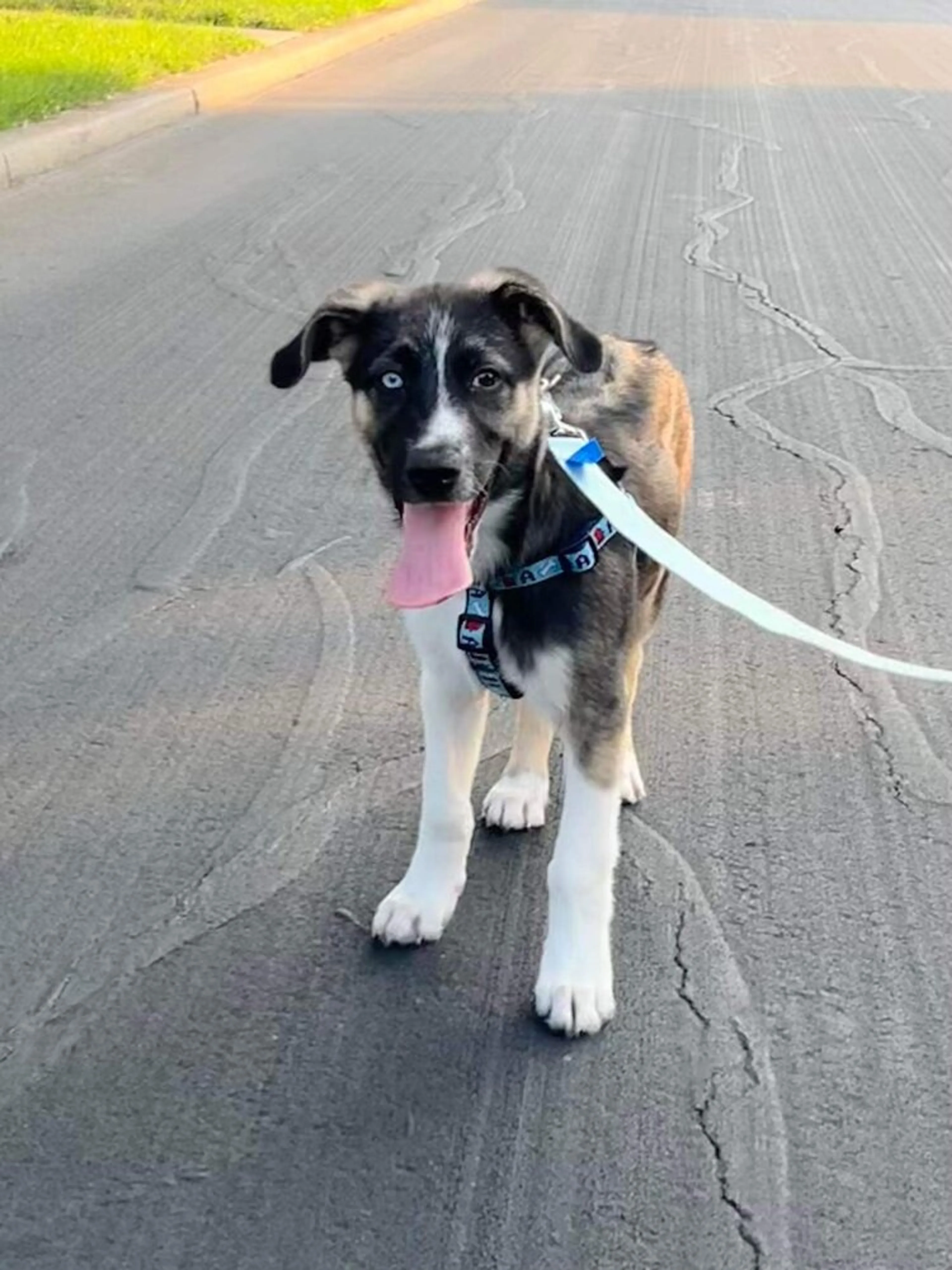Found pet-3