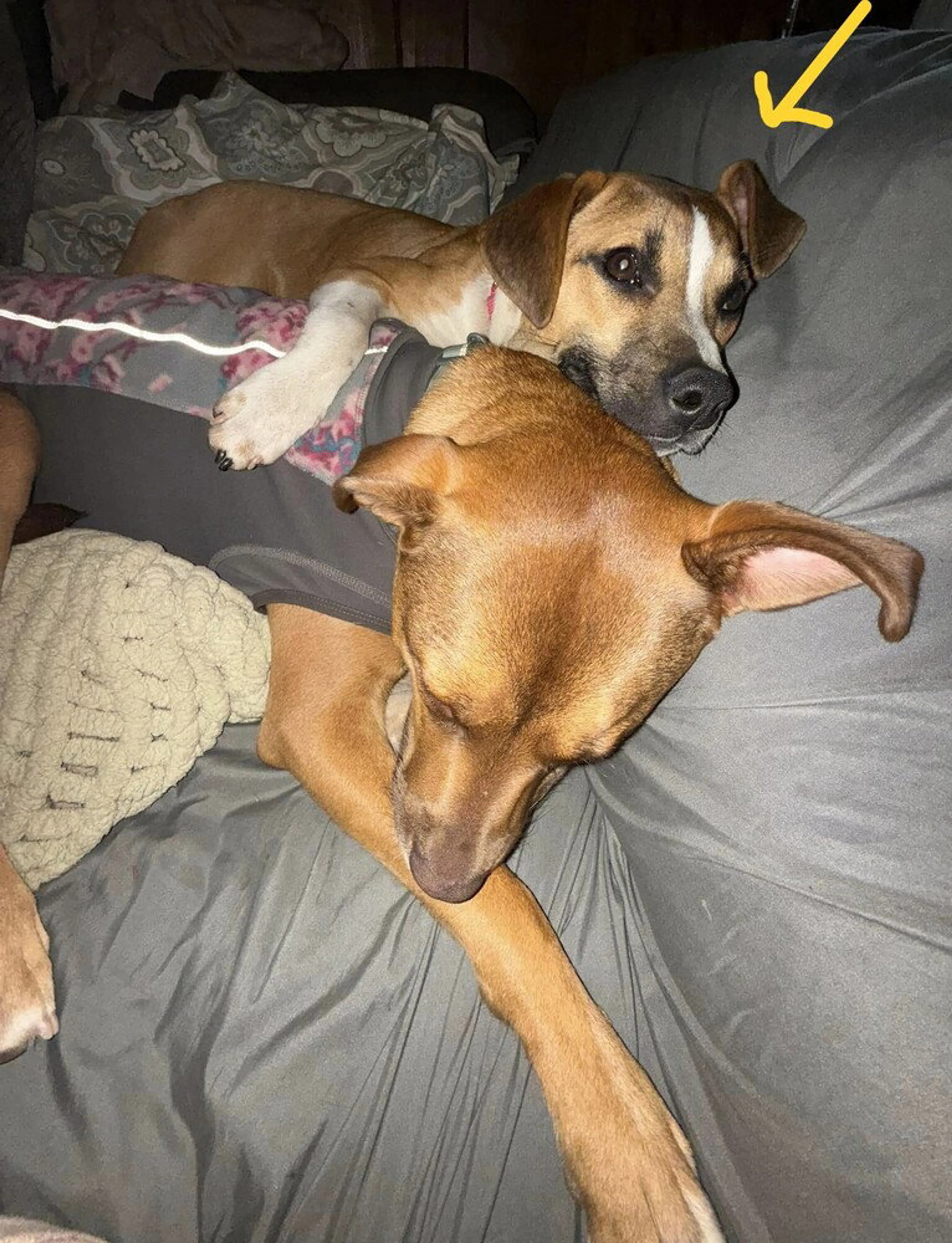 Found pet-3