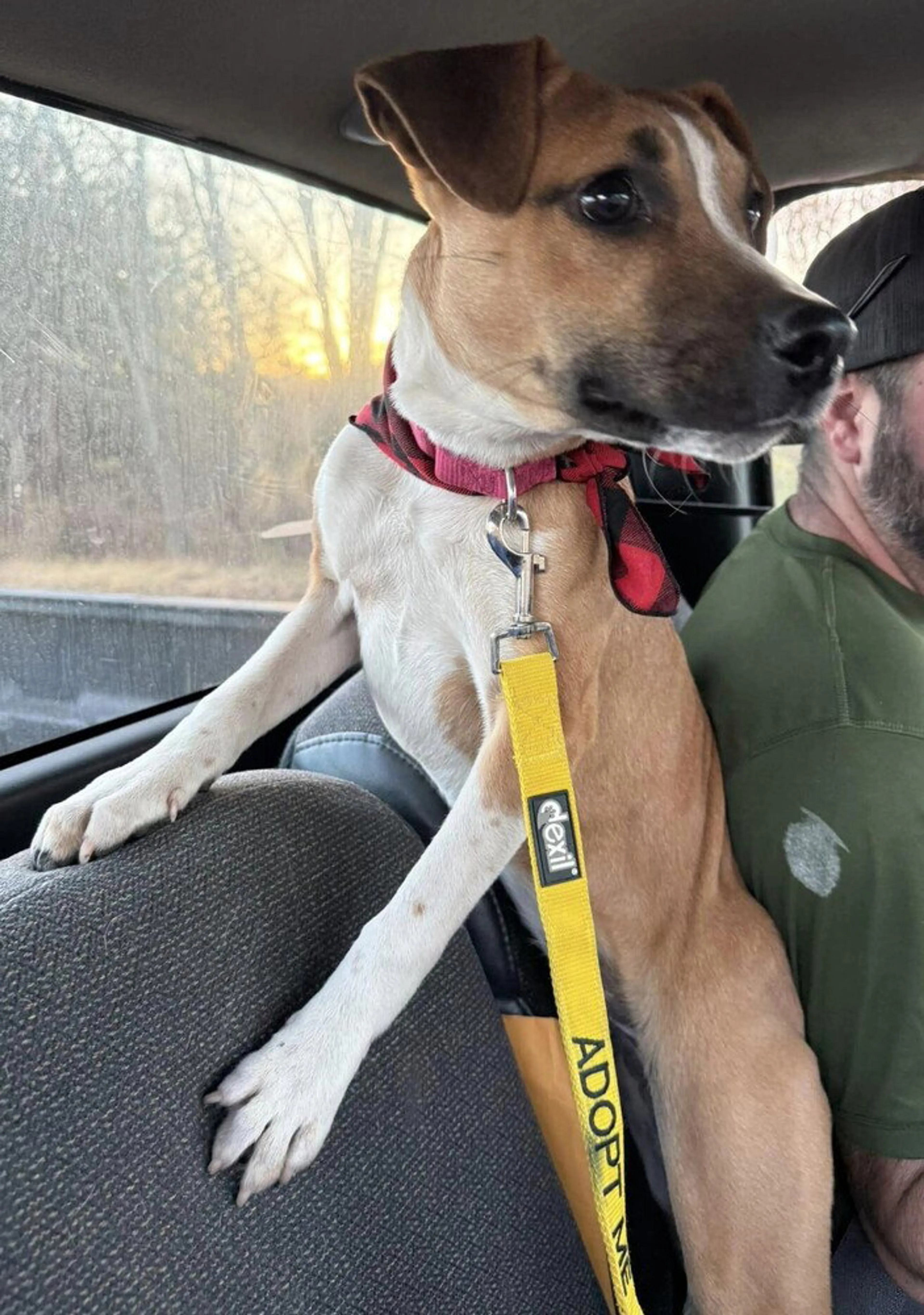 Found pet-2