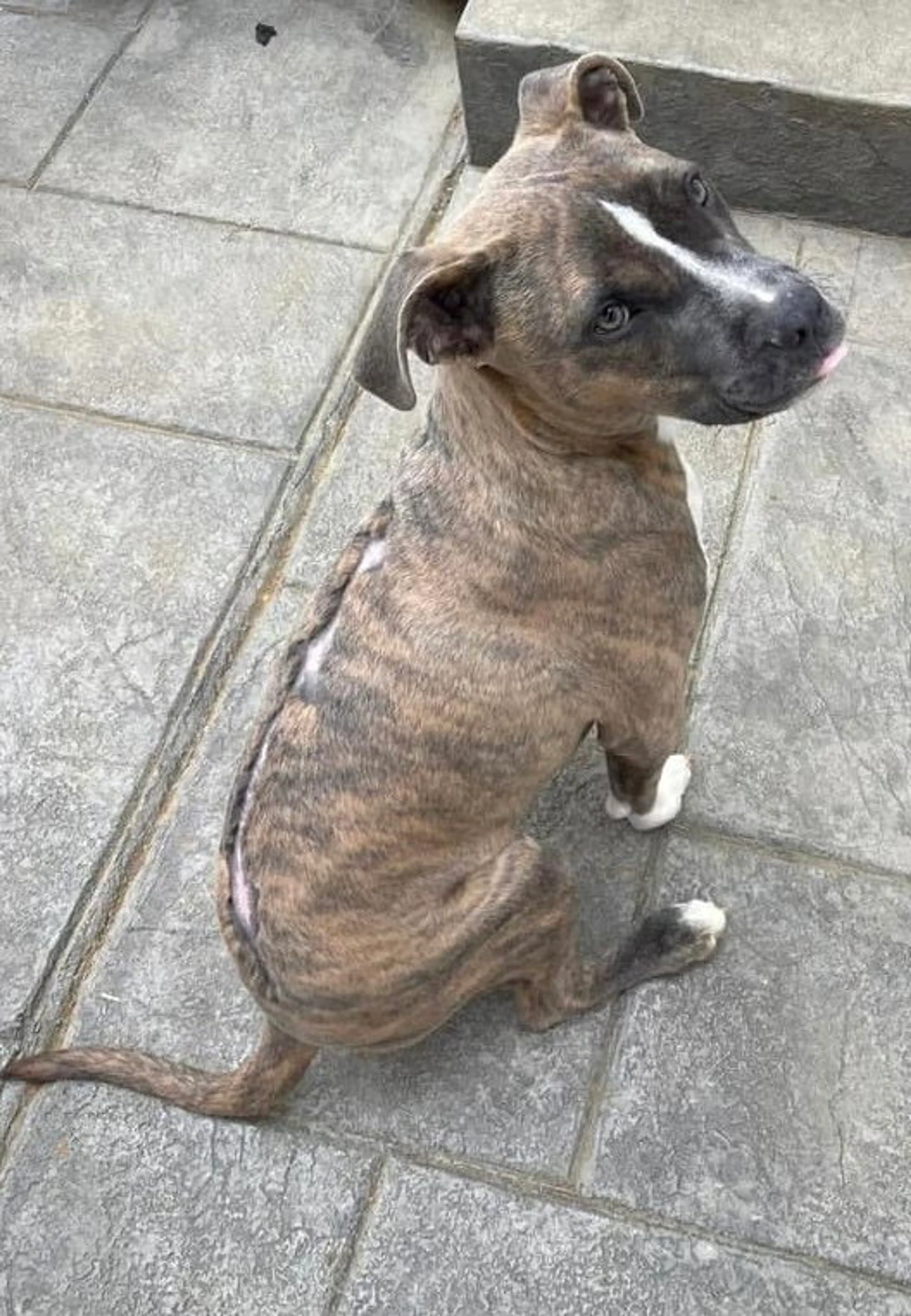 Found pet-2