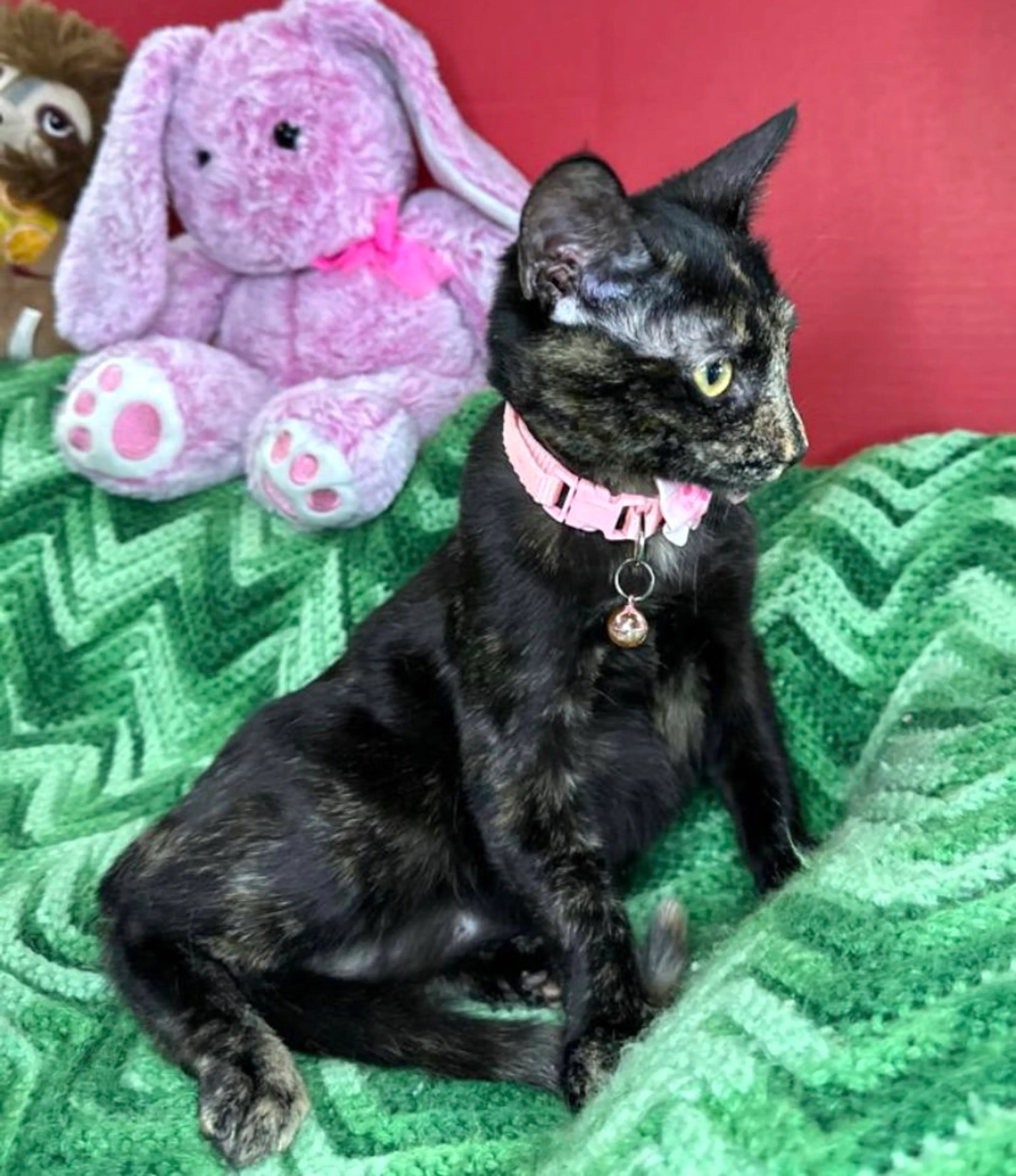 Found pet-2