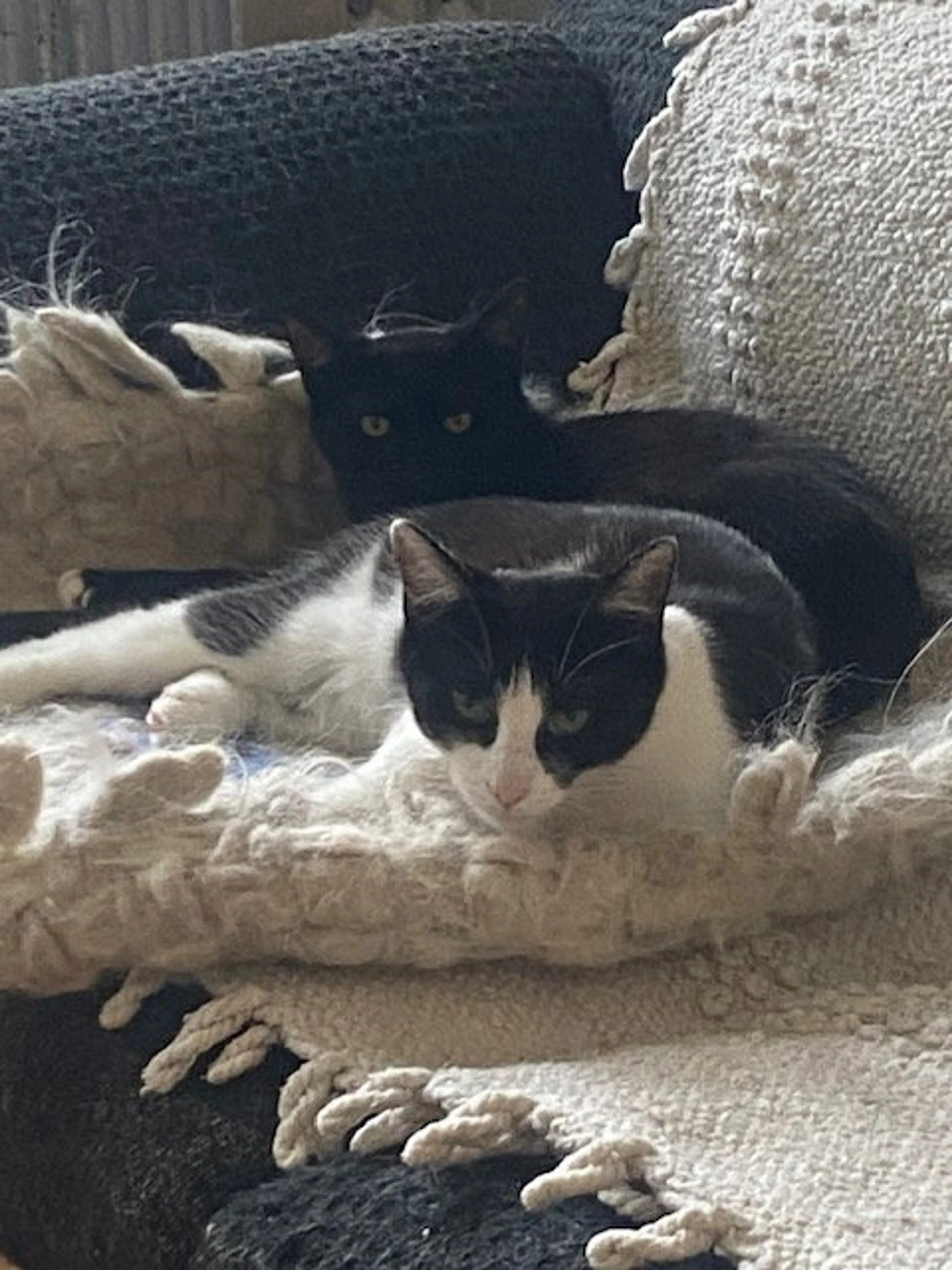 Found pet-1