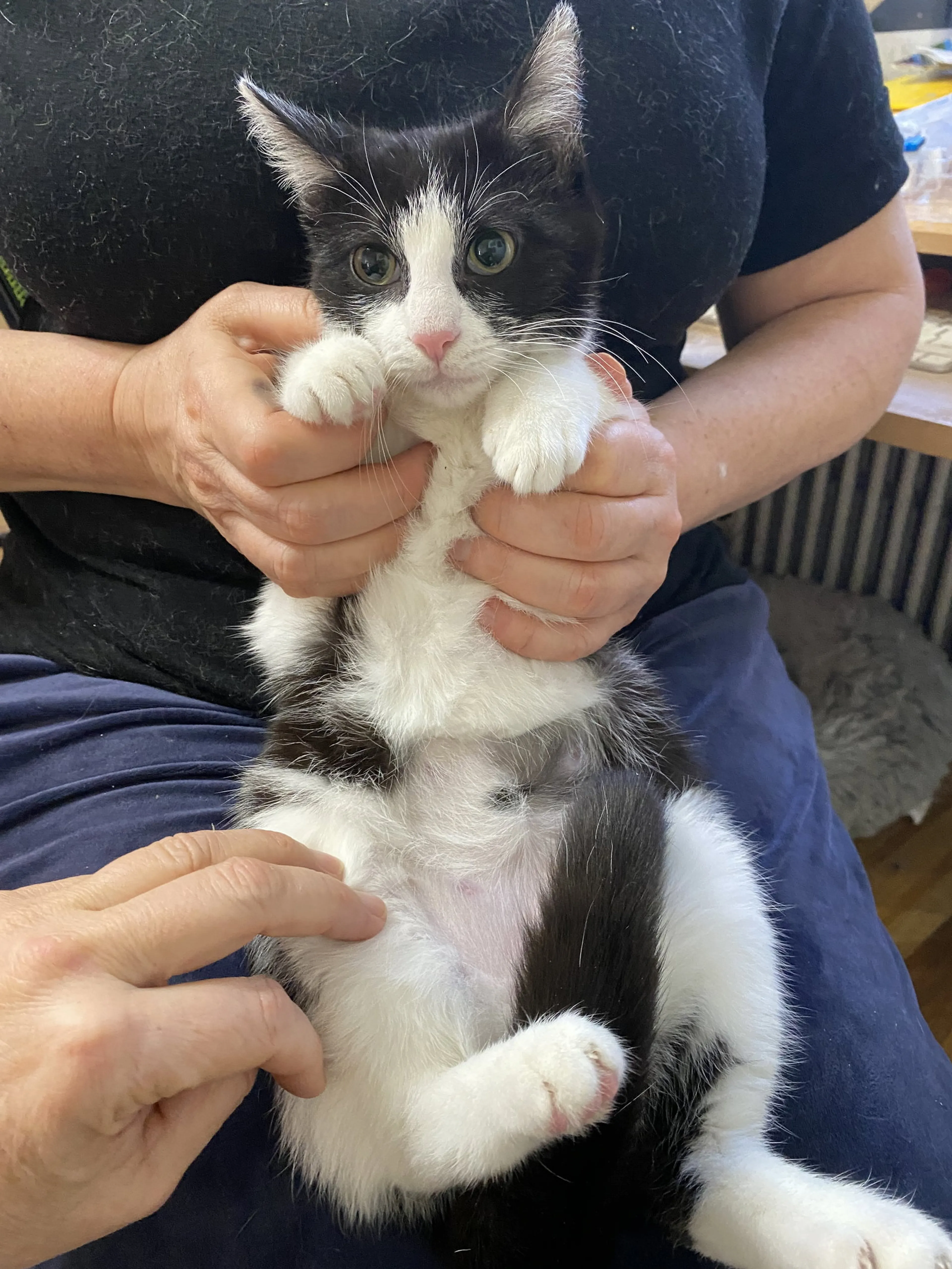 Found pet-2