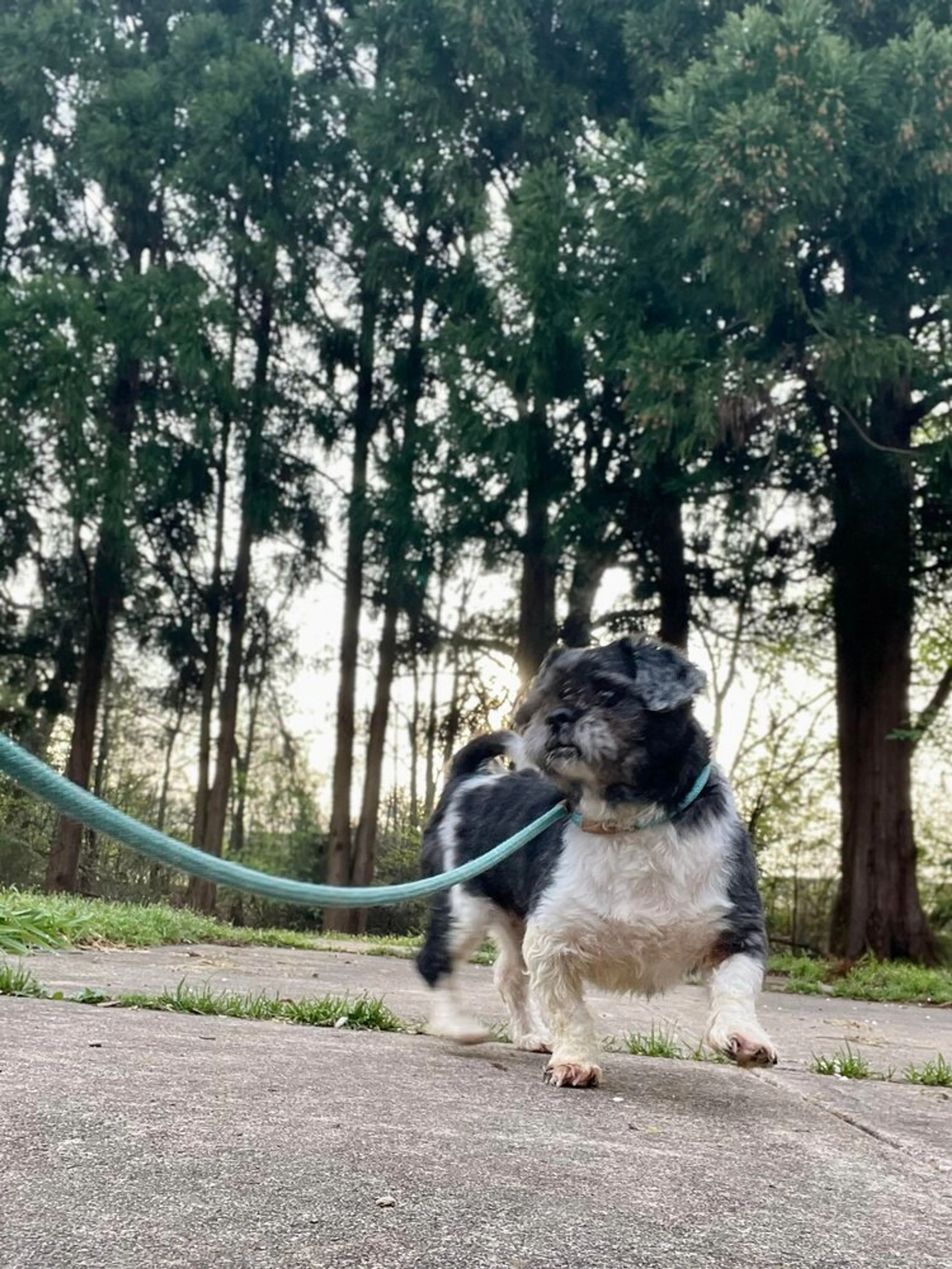 Found pet-0