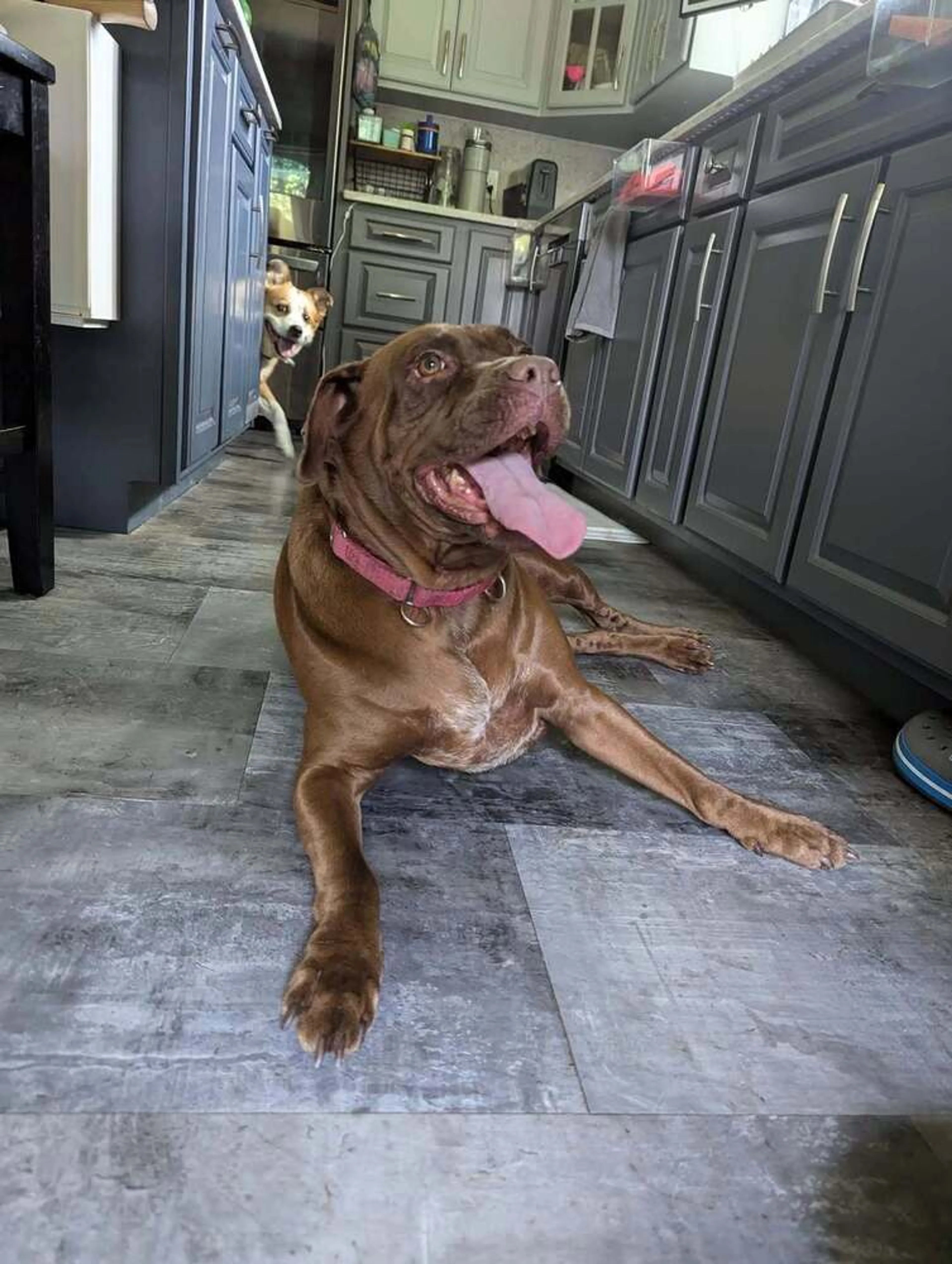 Found pet-1