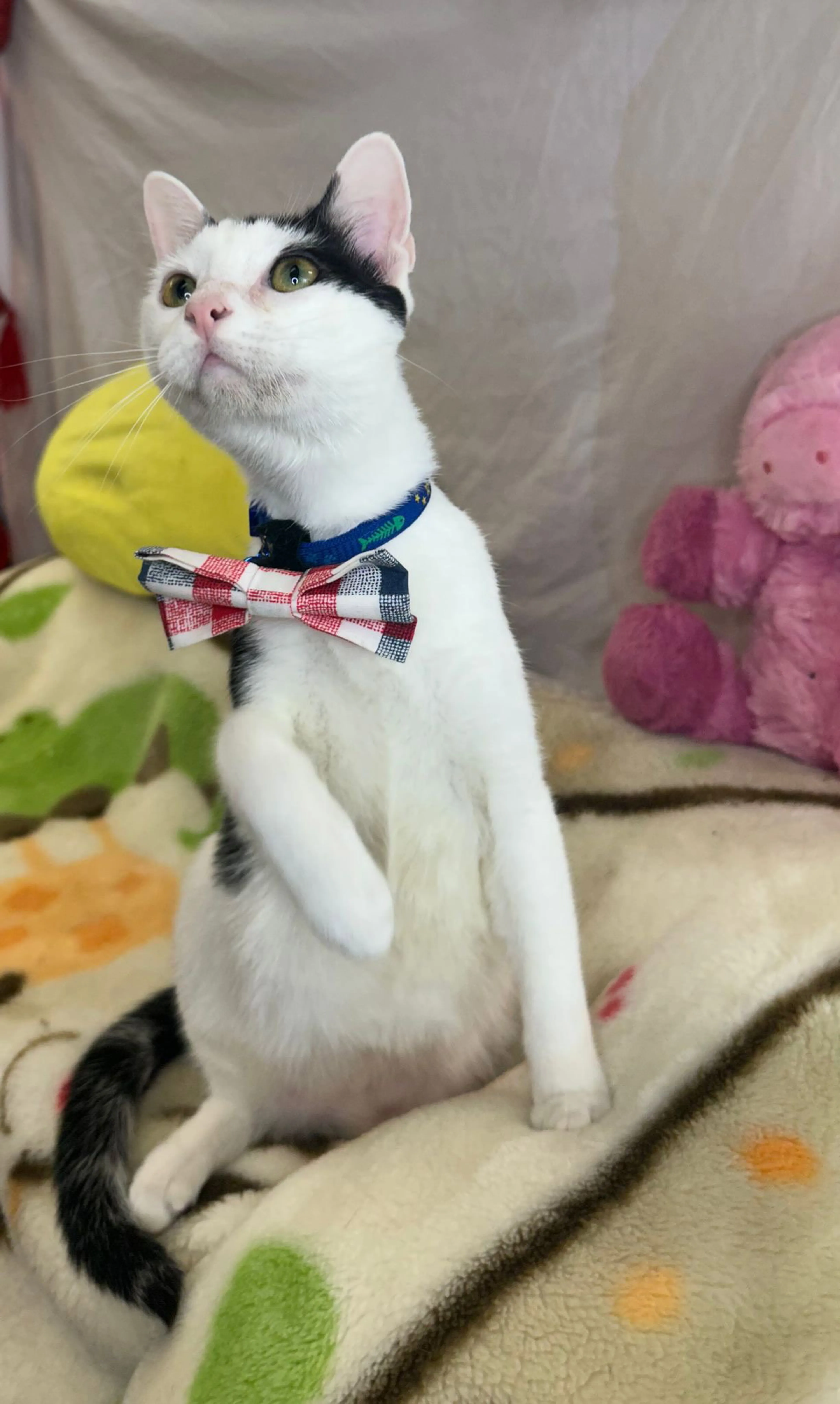 Found pet-2
