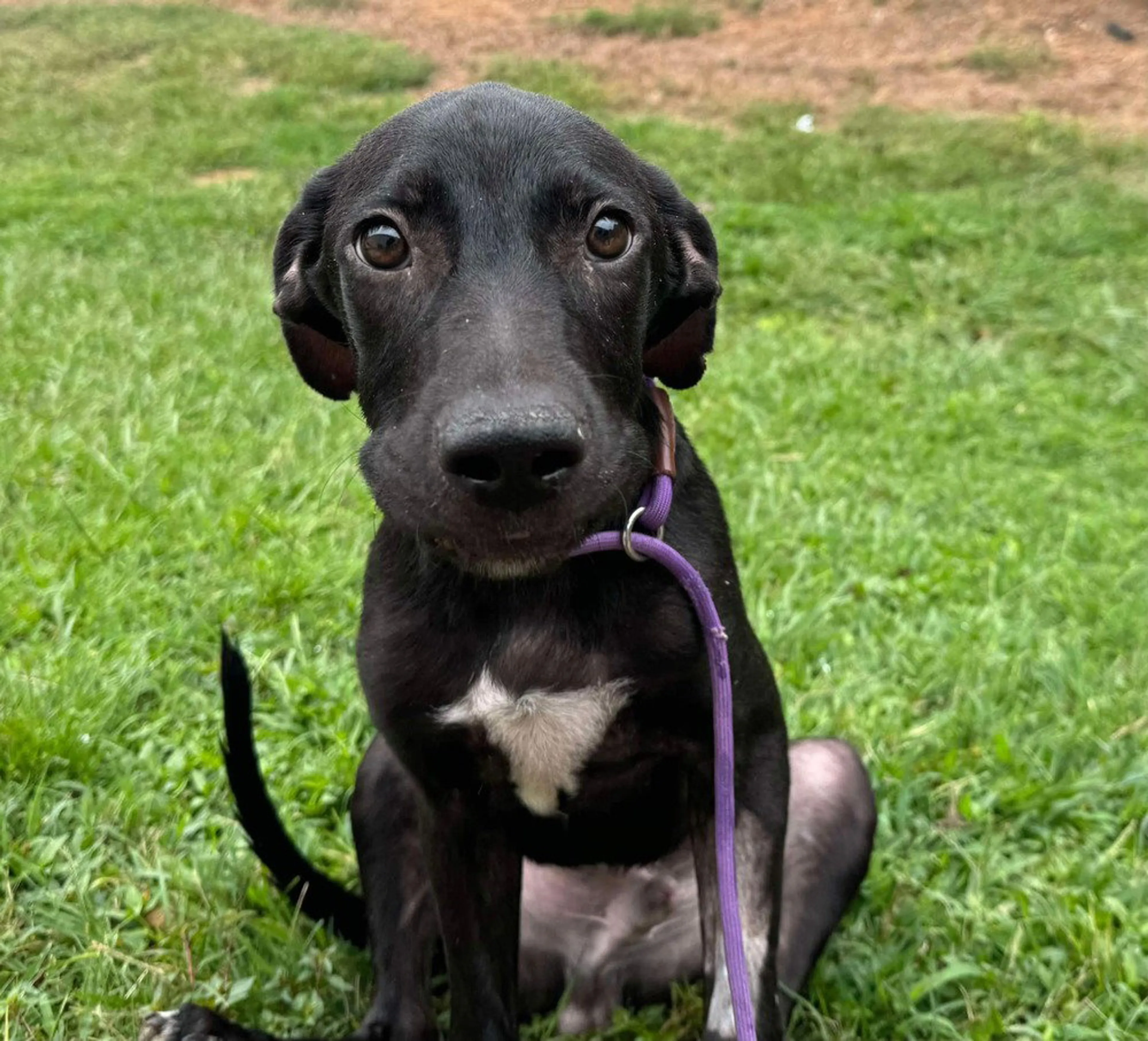 Found pet-2