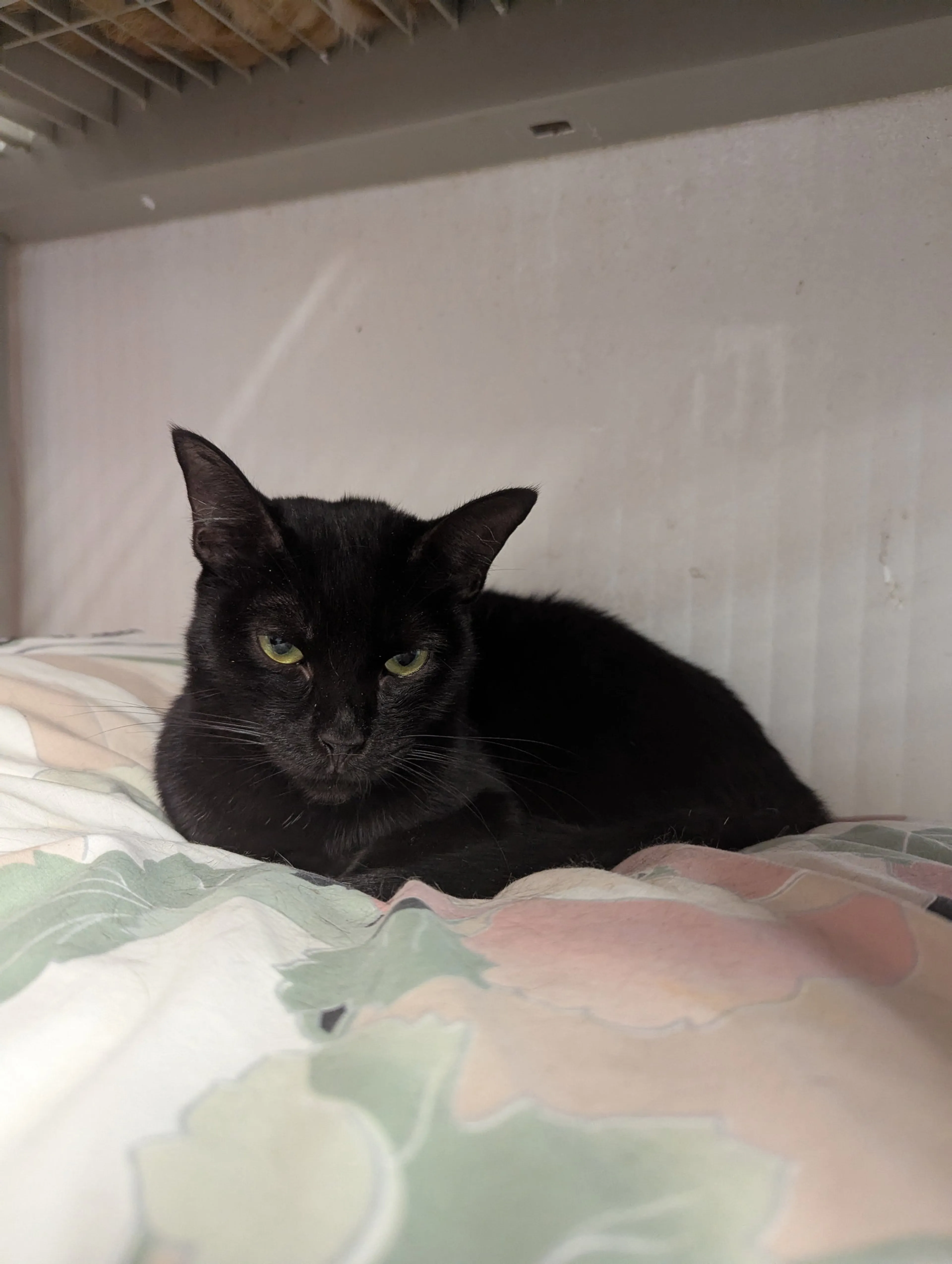 Found pet-5