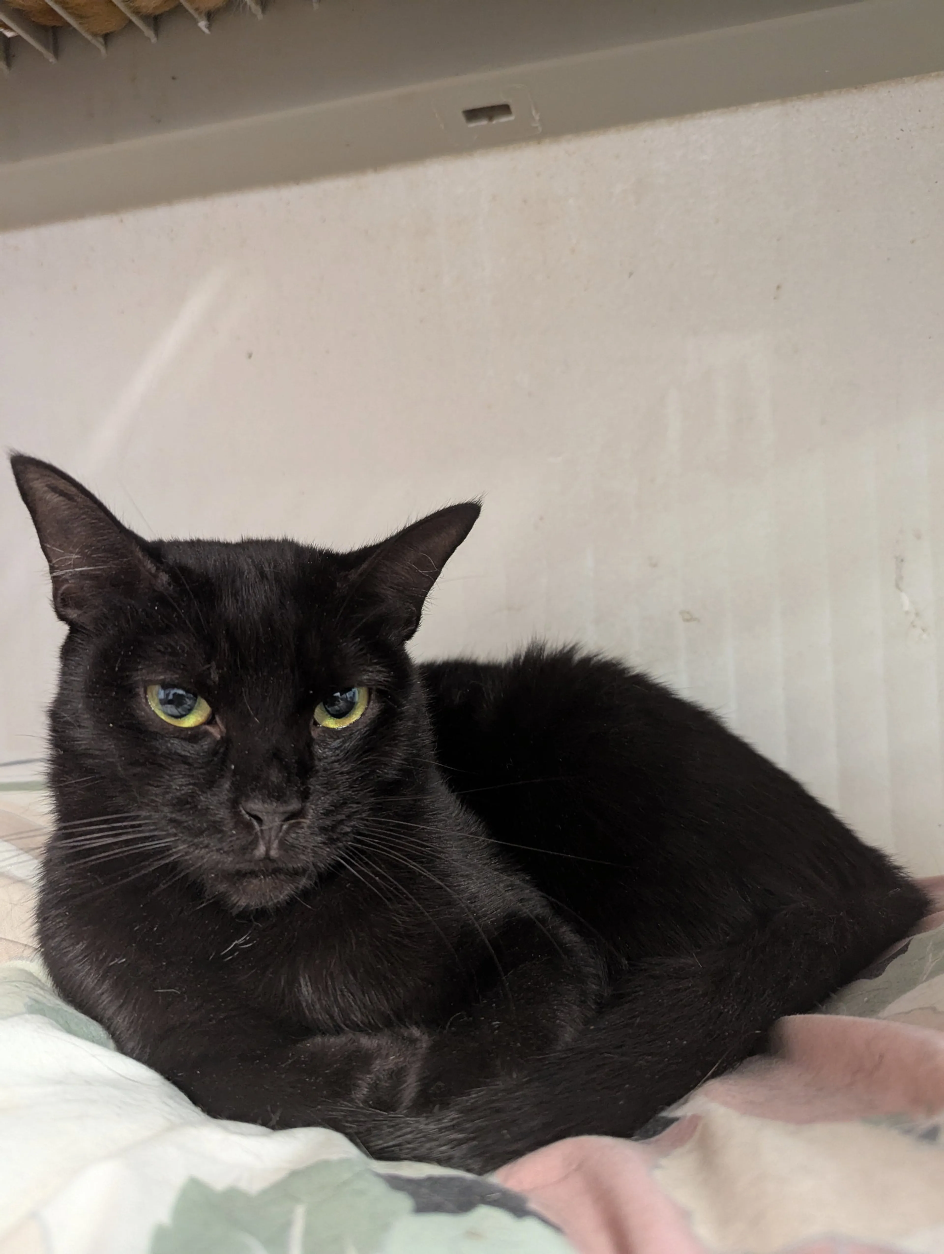 Found pet-7