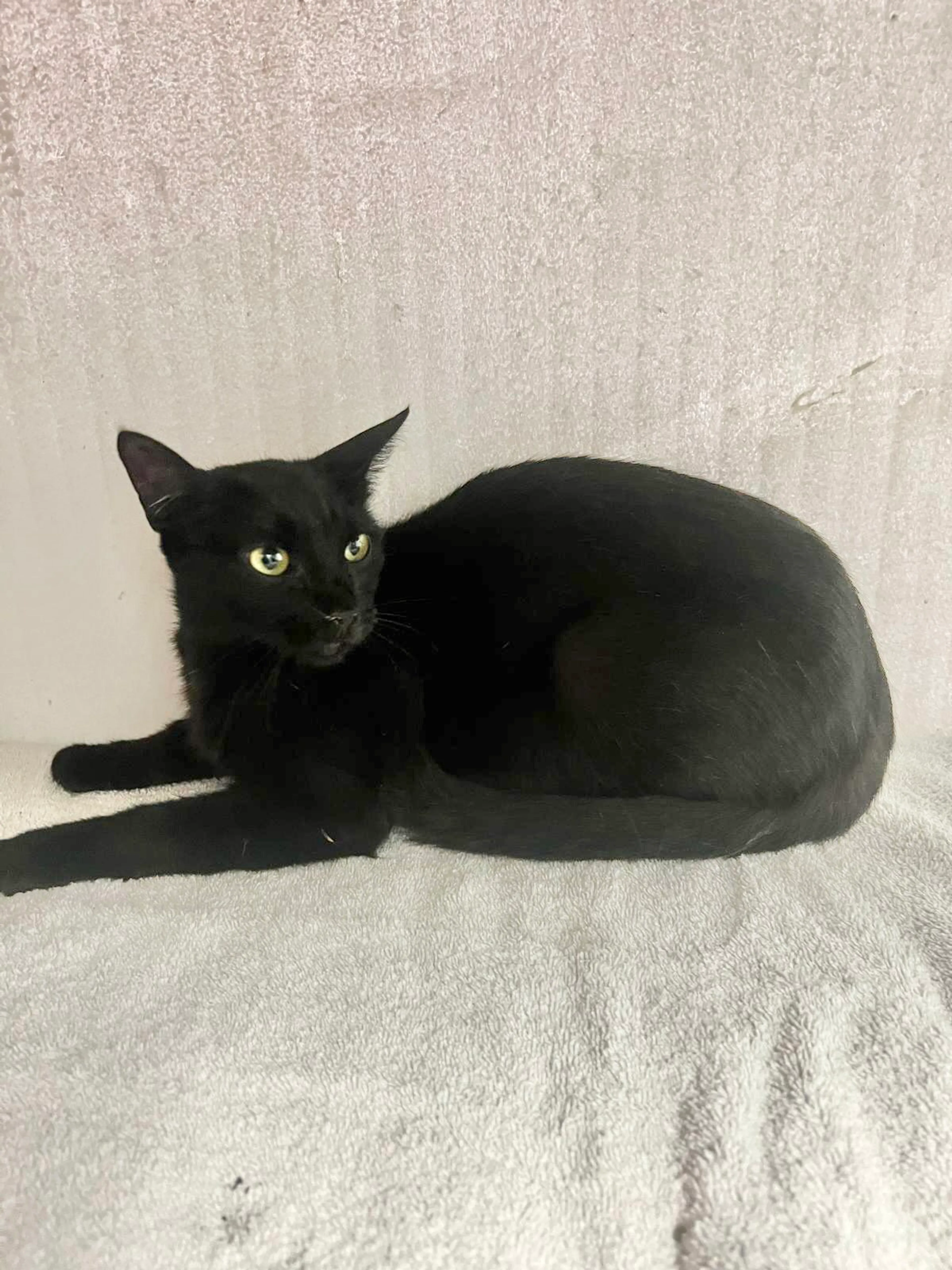 Found pet-2