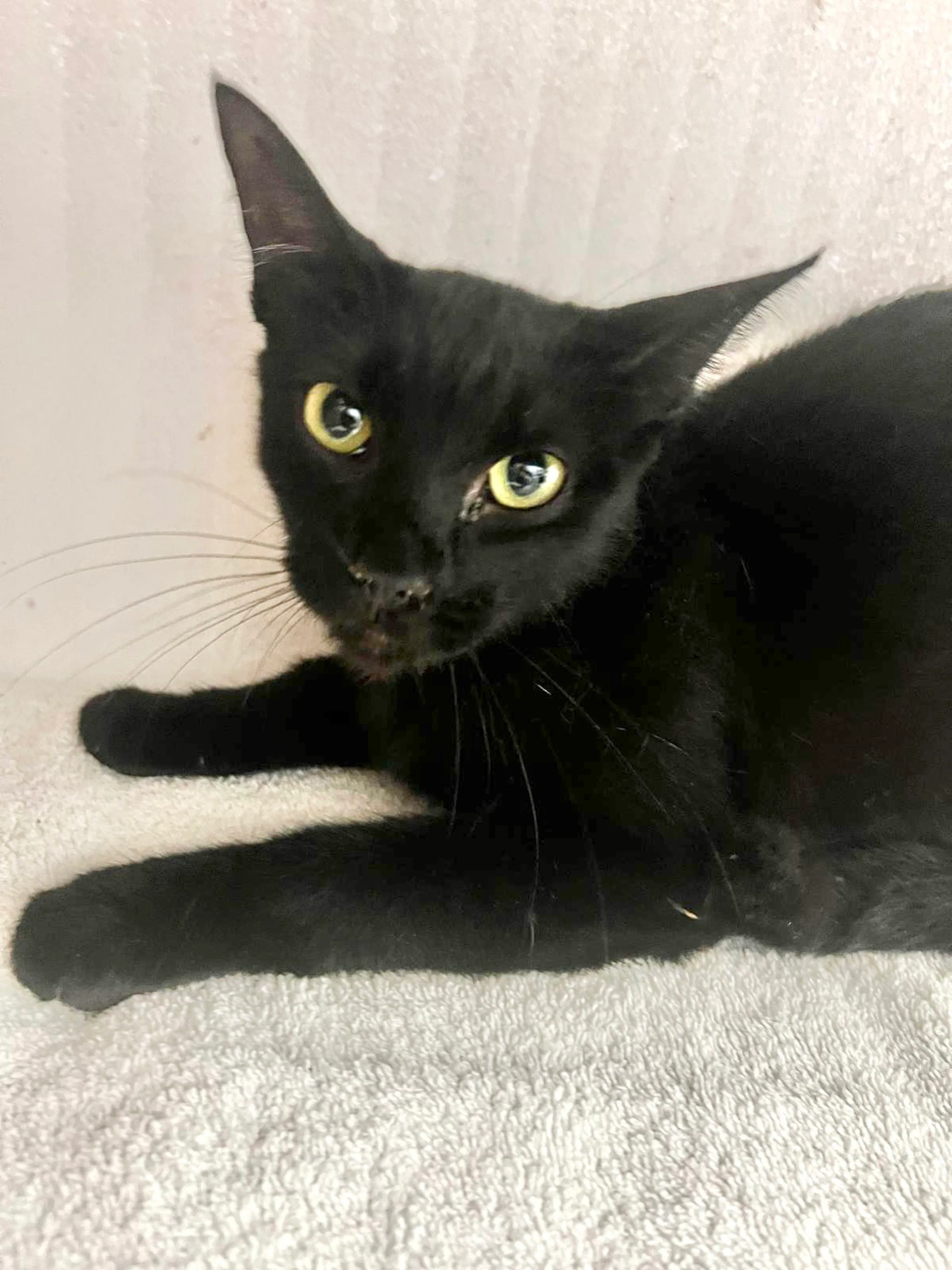Found pet-1