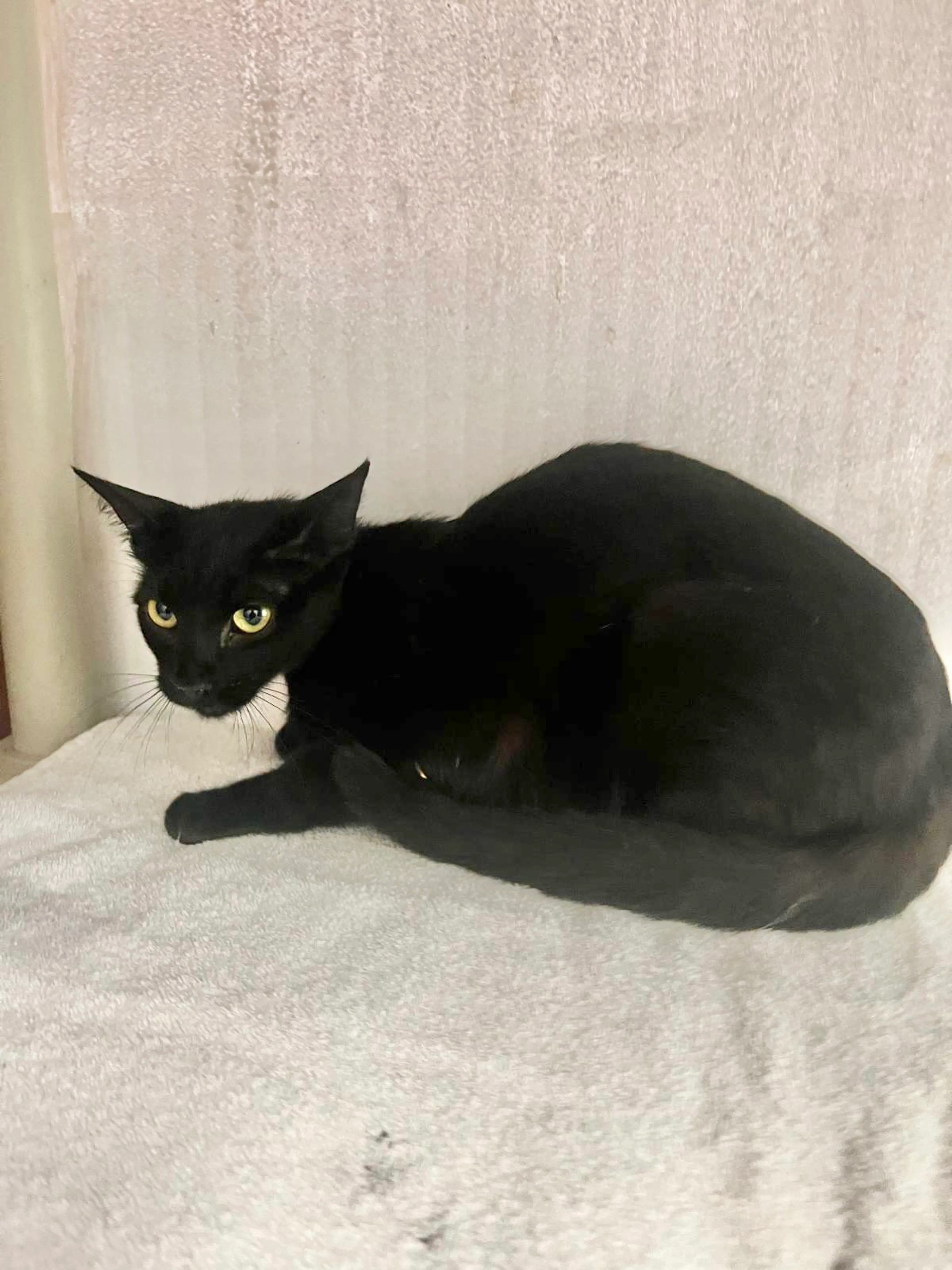 Found pet-4