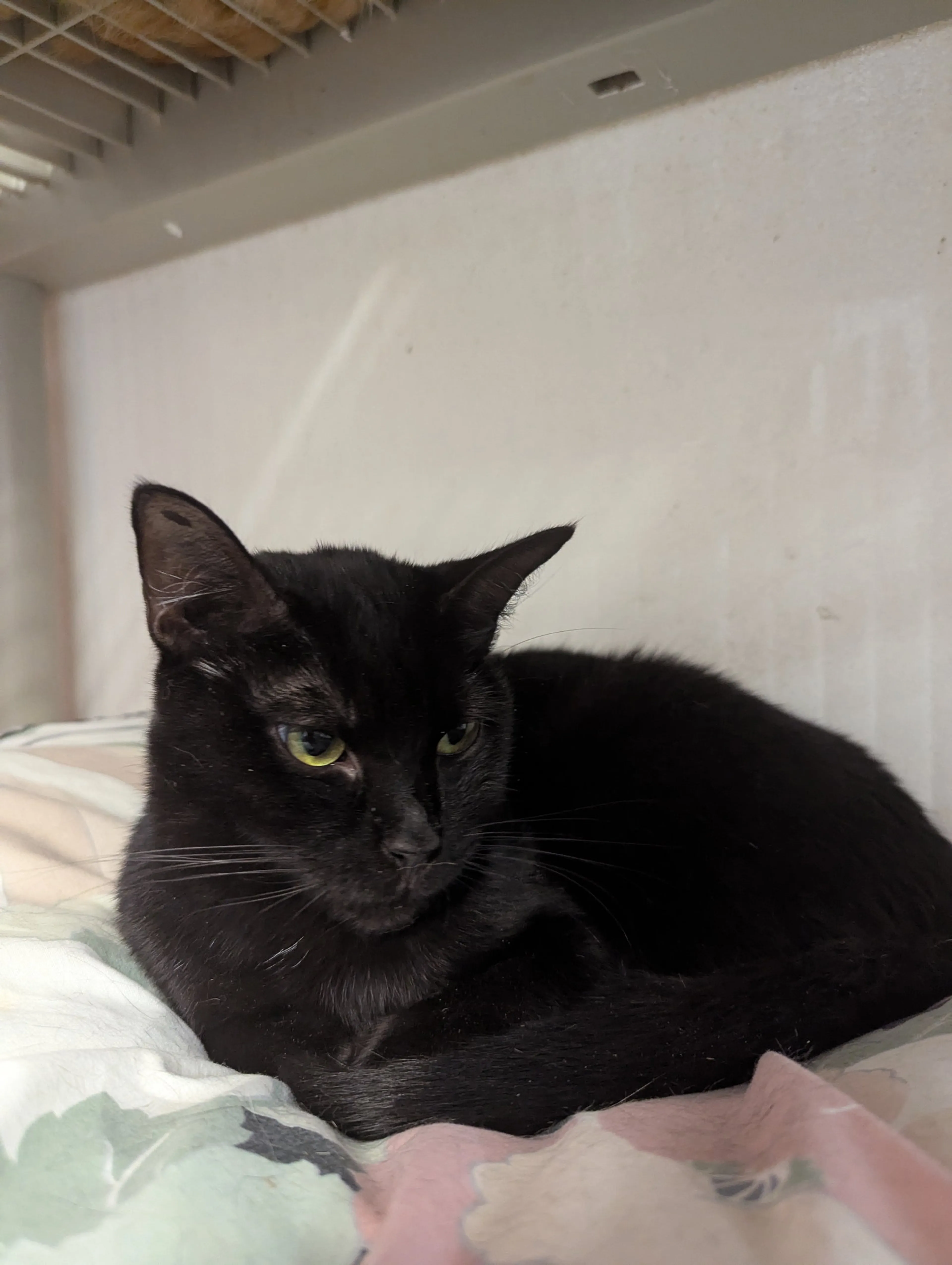Found pet-6