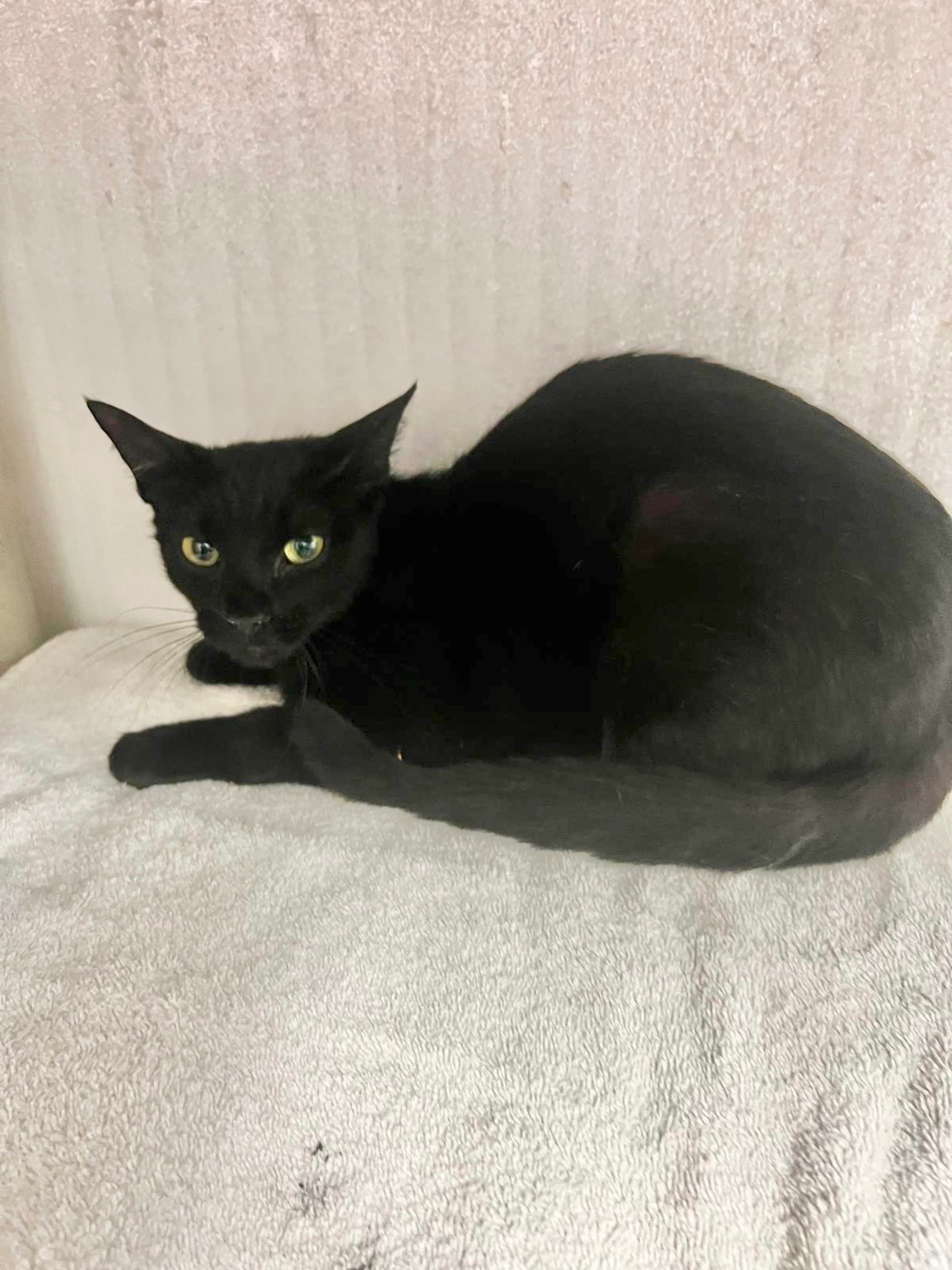 Found pet-3