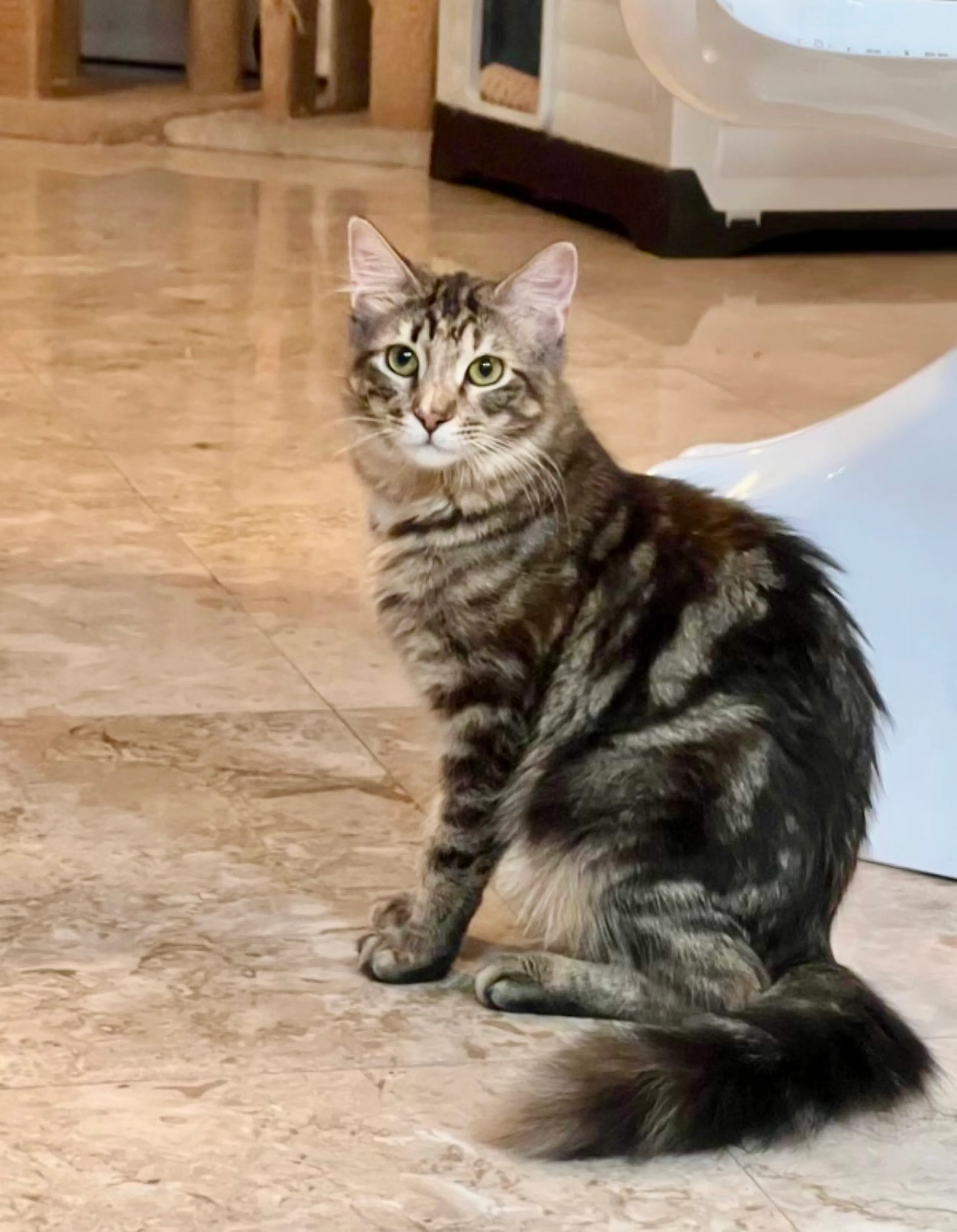 Found pet-0
