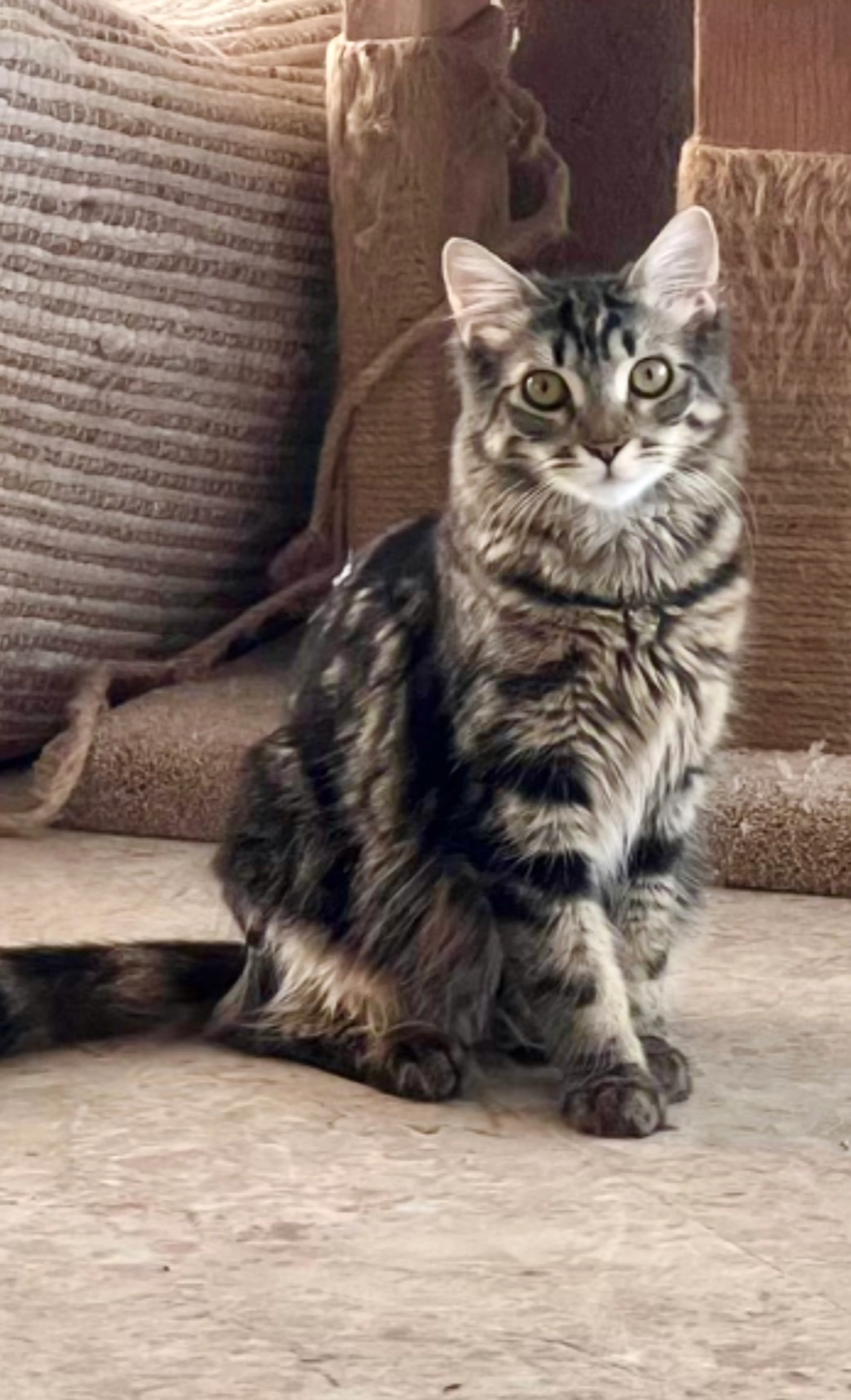 Found pet-2