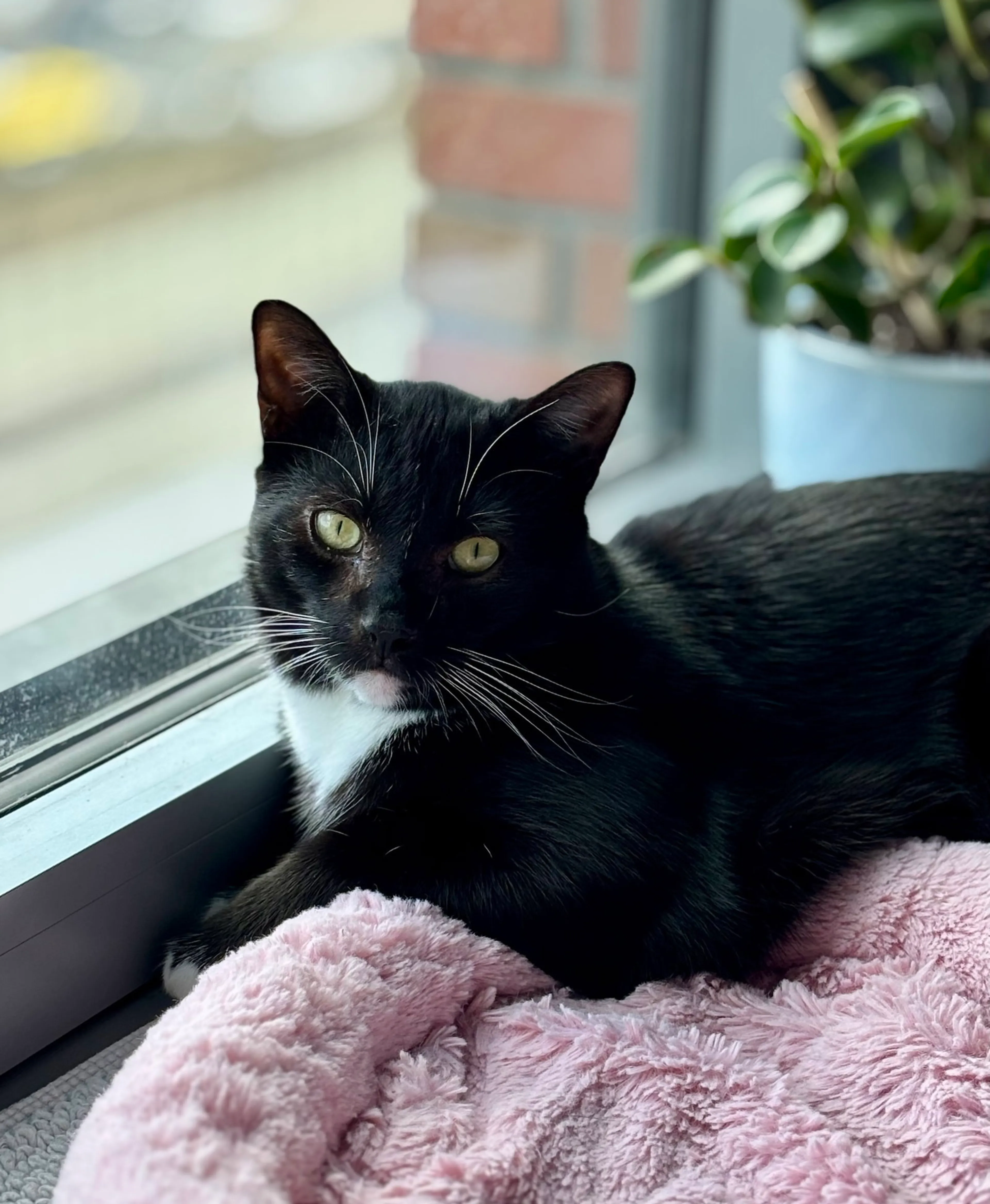 Found pet-2