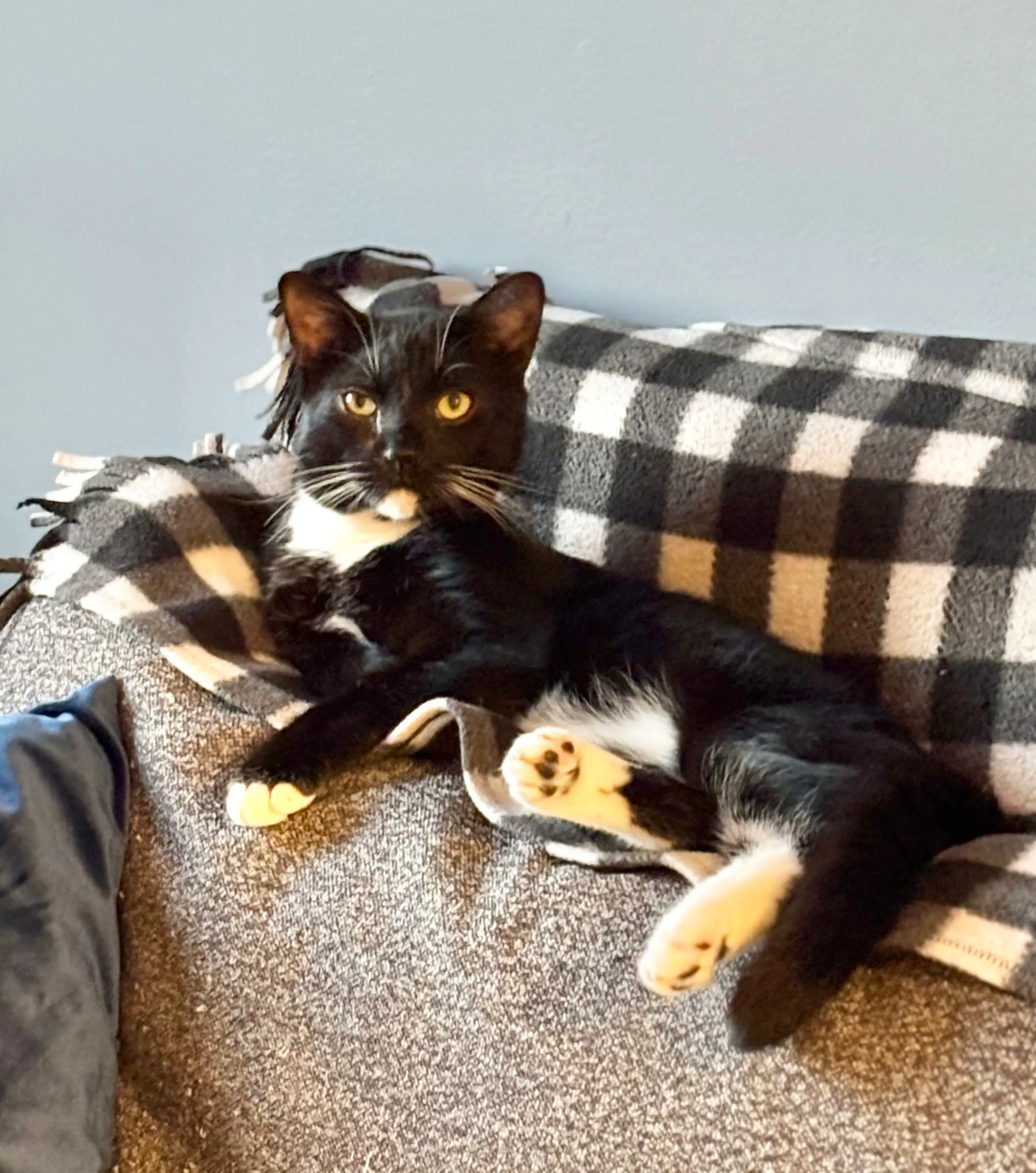 Found pet-5