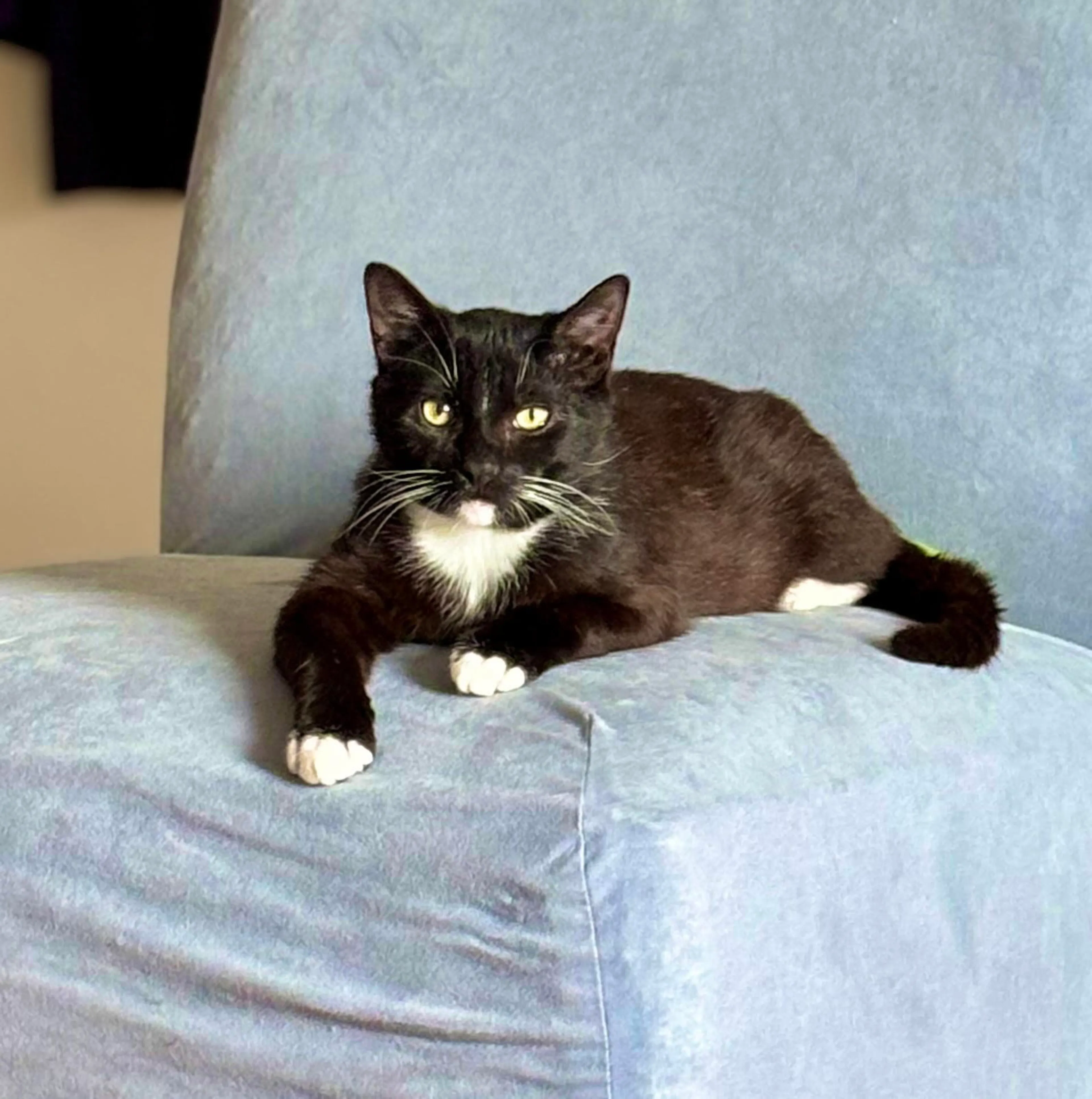 Found pet-4