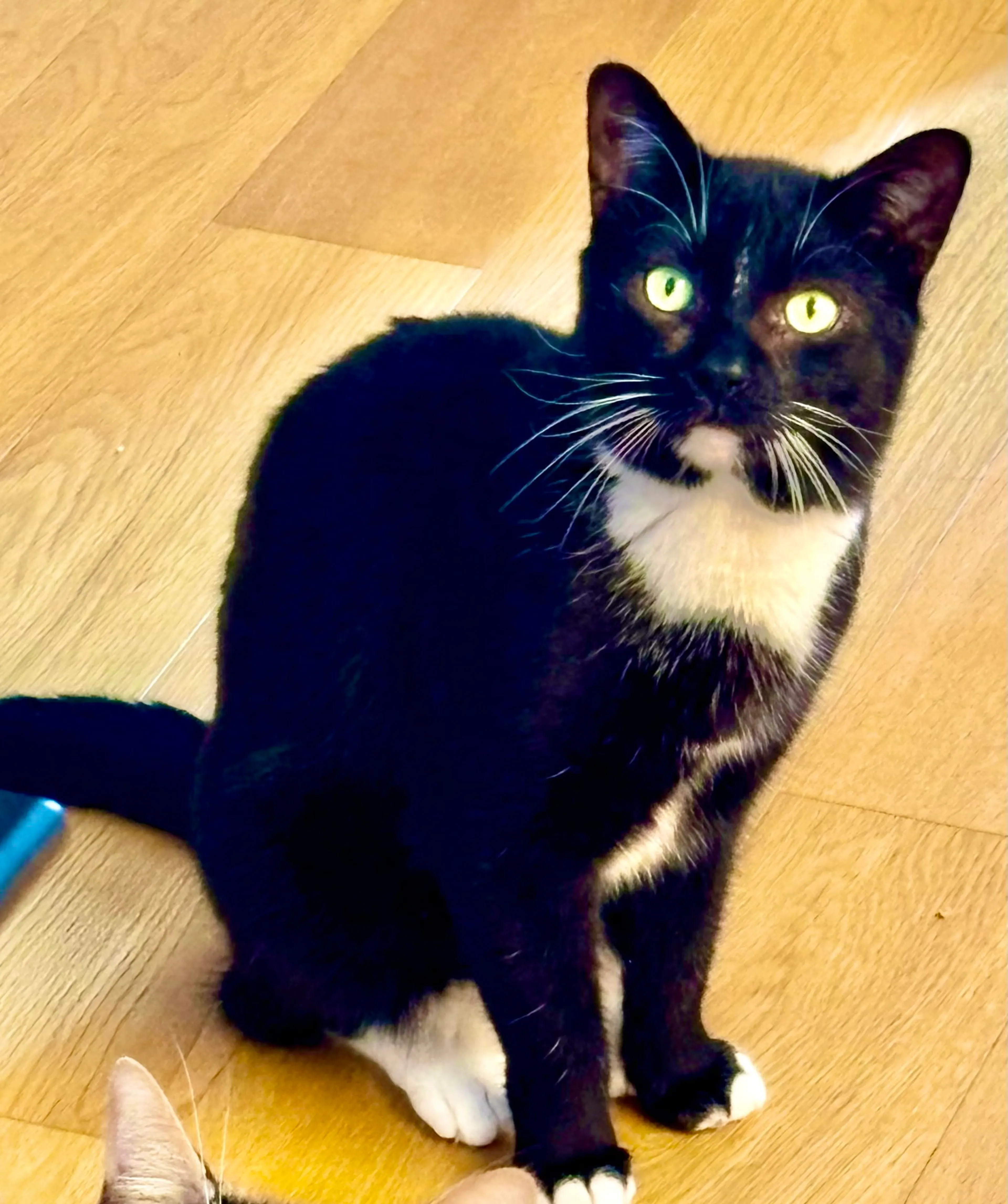 Found pet-3