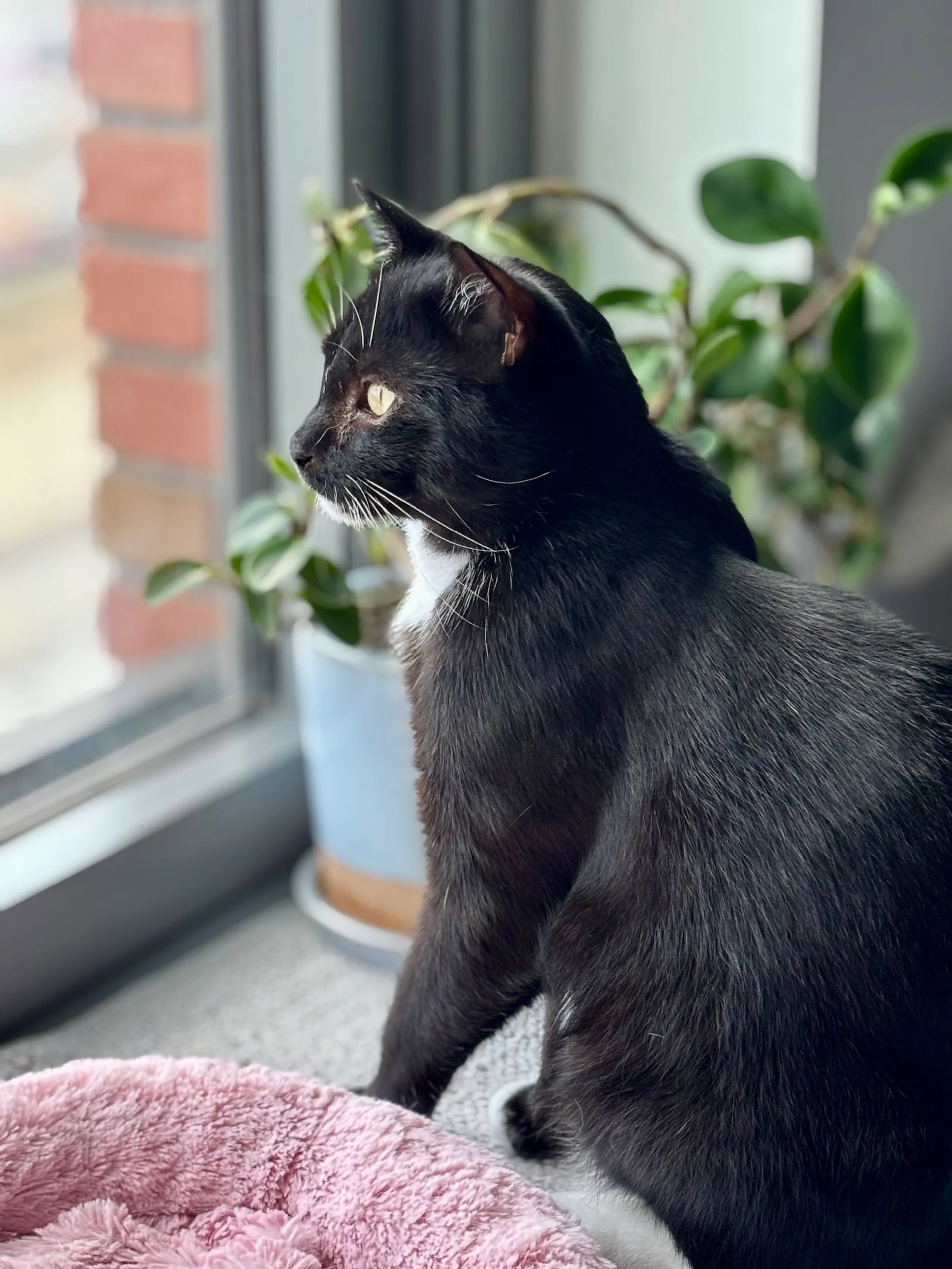 Found pet-6