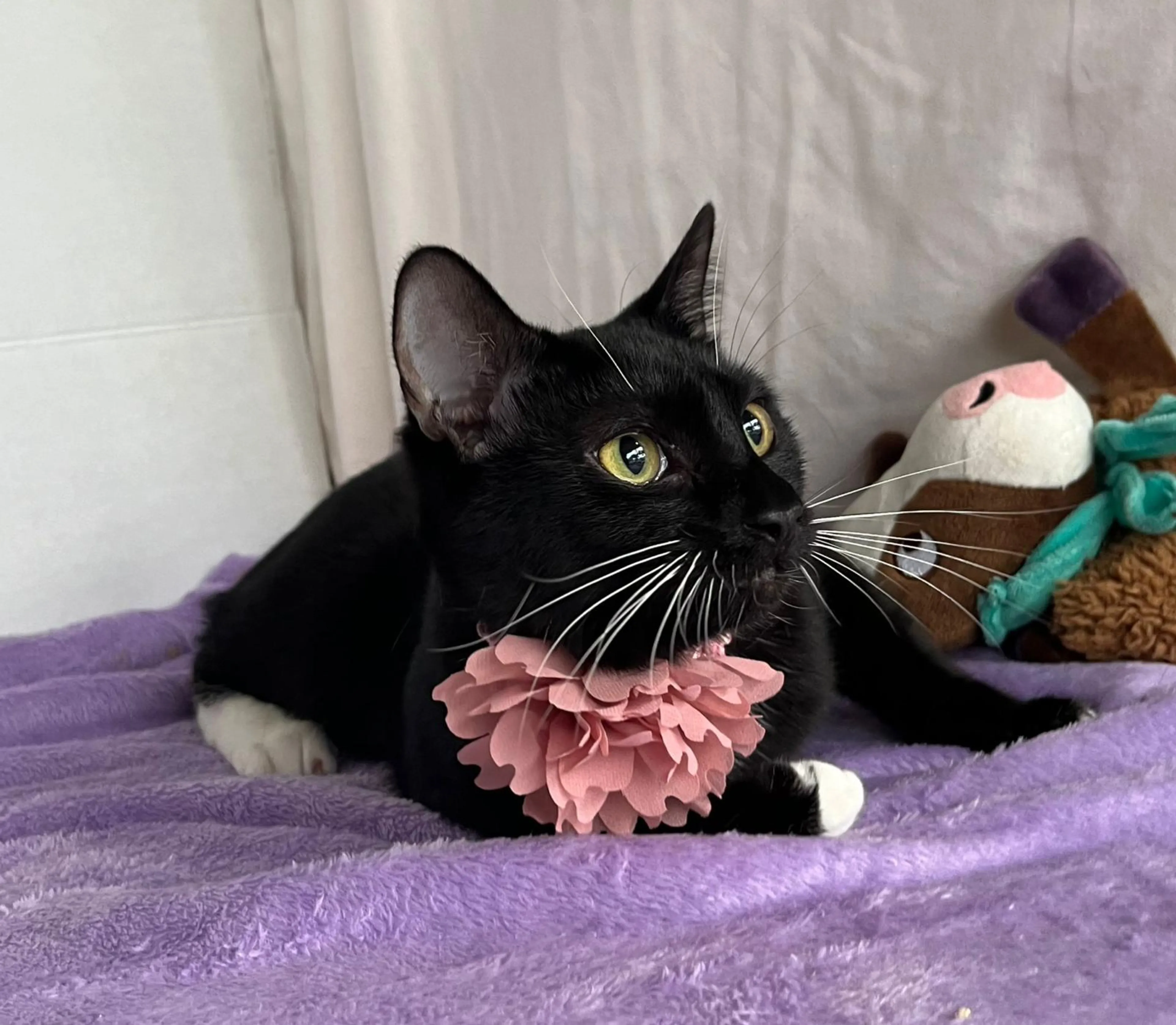 Found pet-3