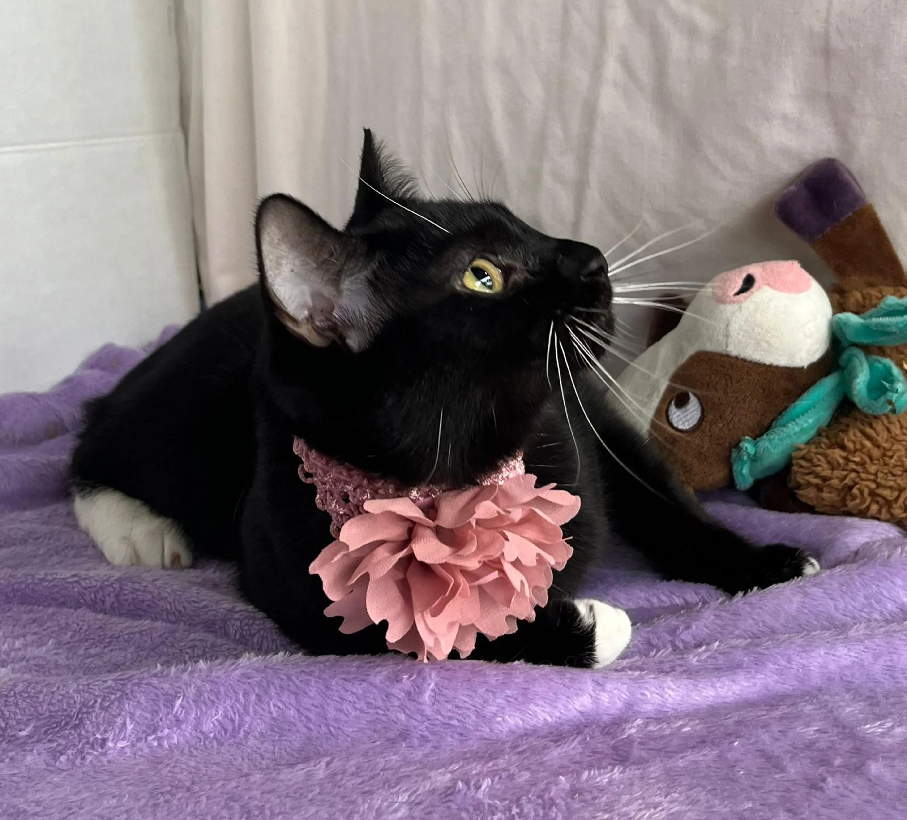 Found pet-4