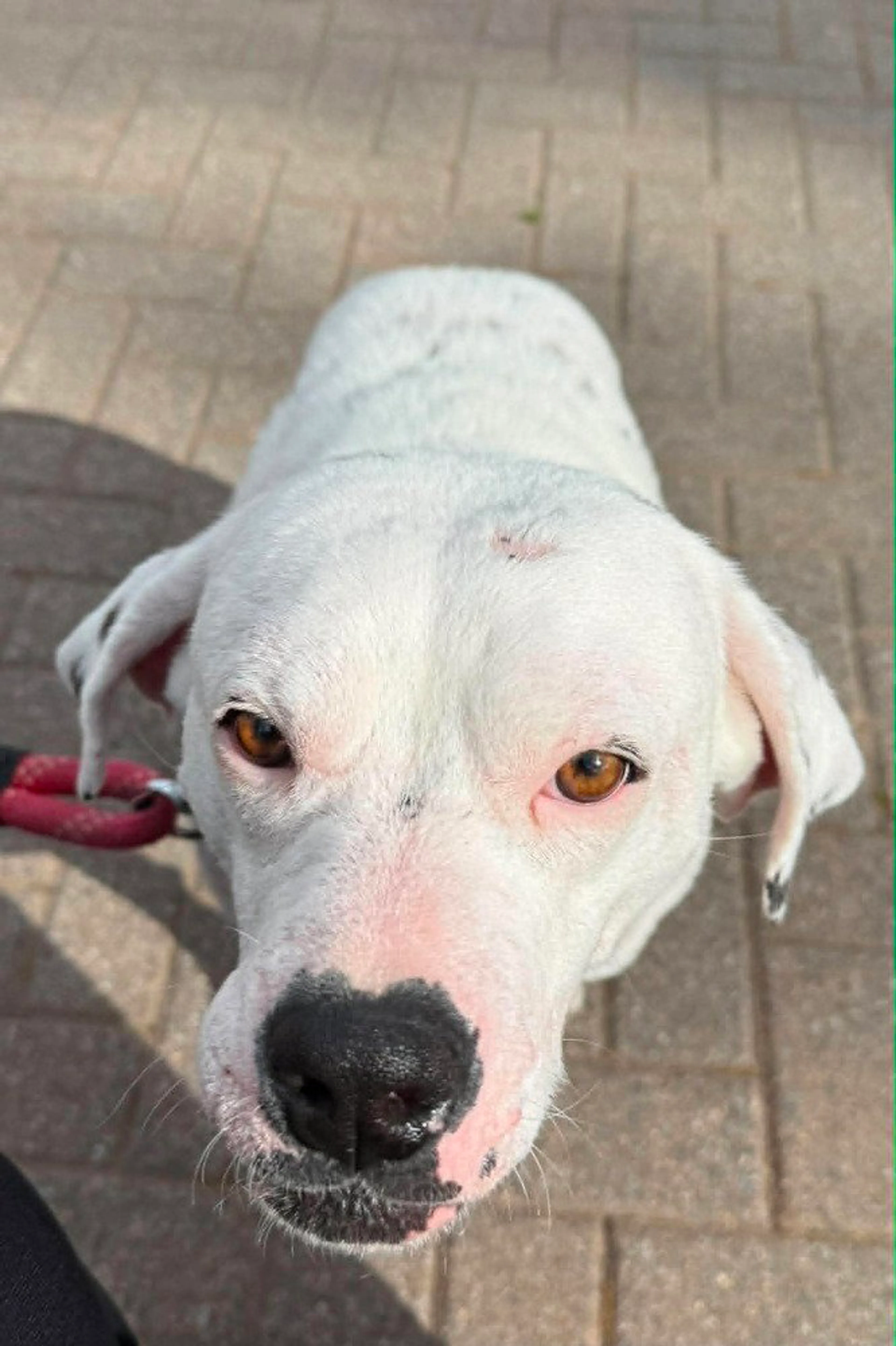 Found pet-1