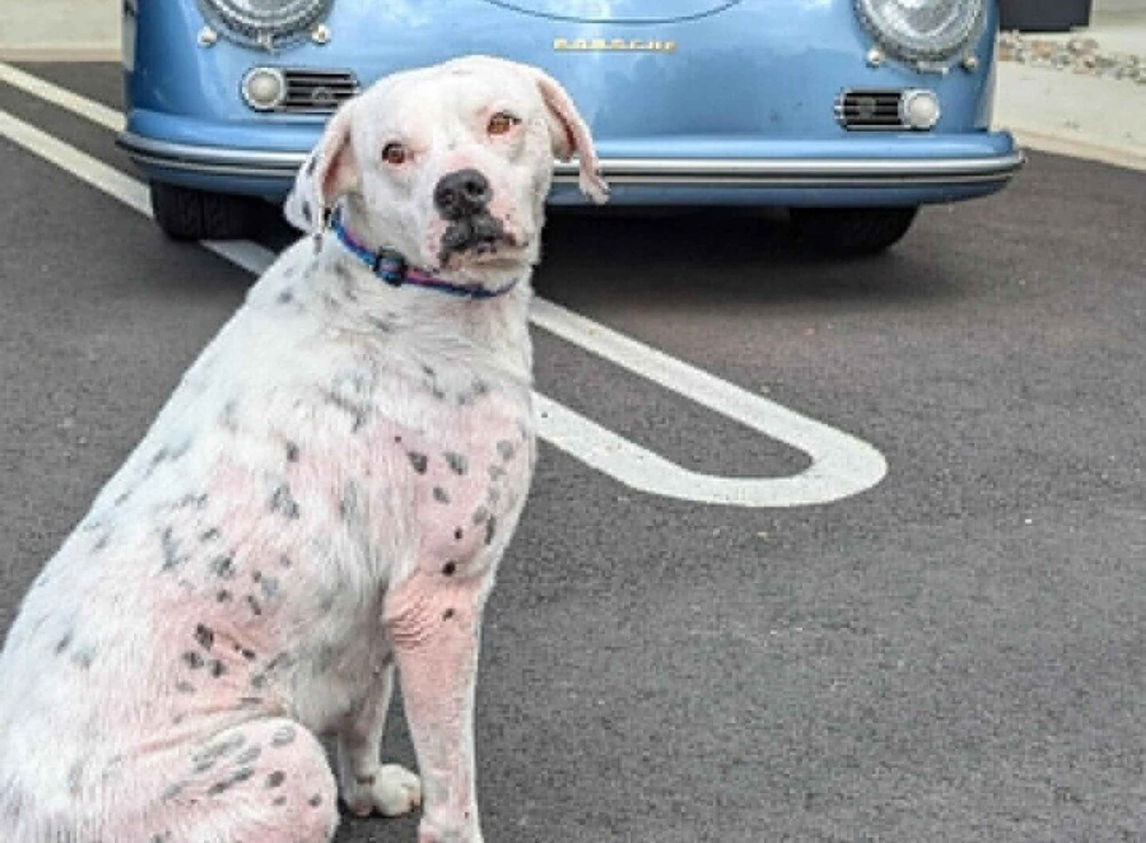 Found pet-3