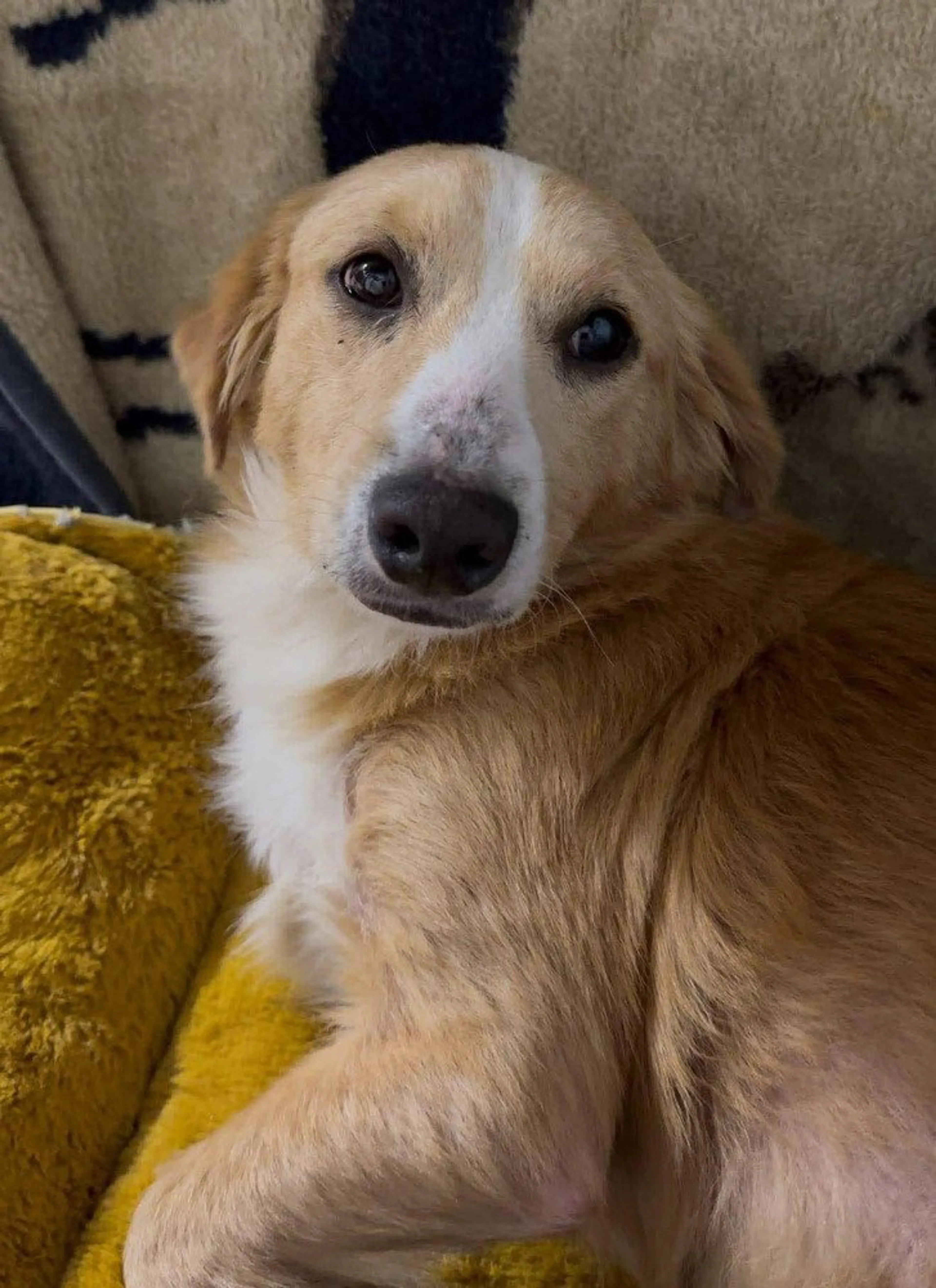 Found pet-1