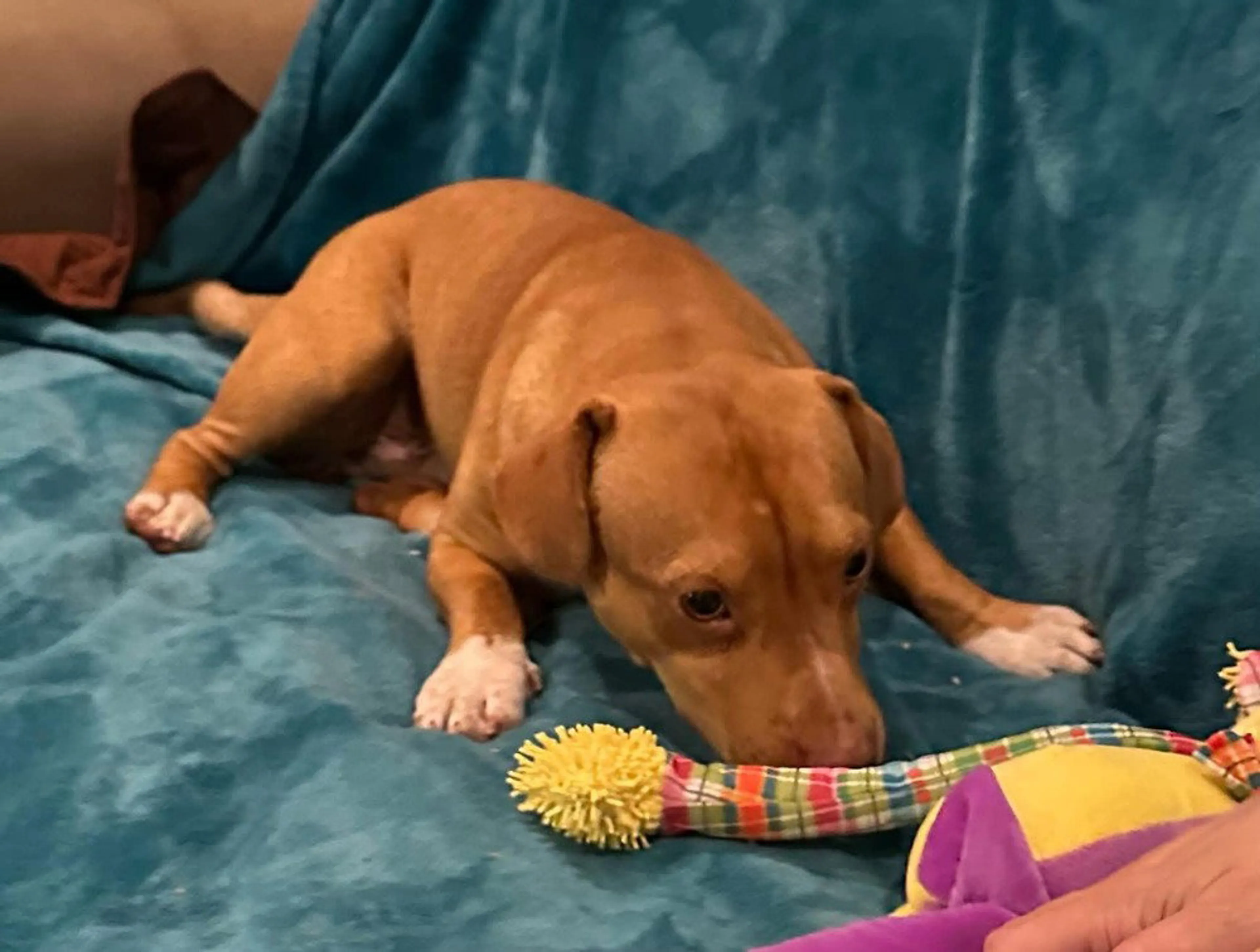 Found pet-1