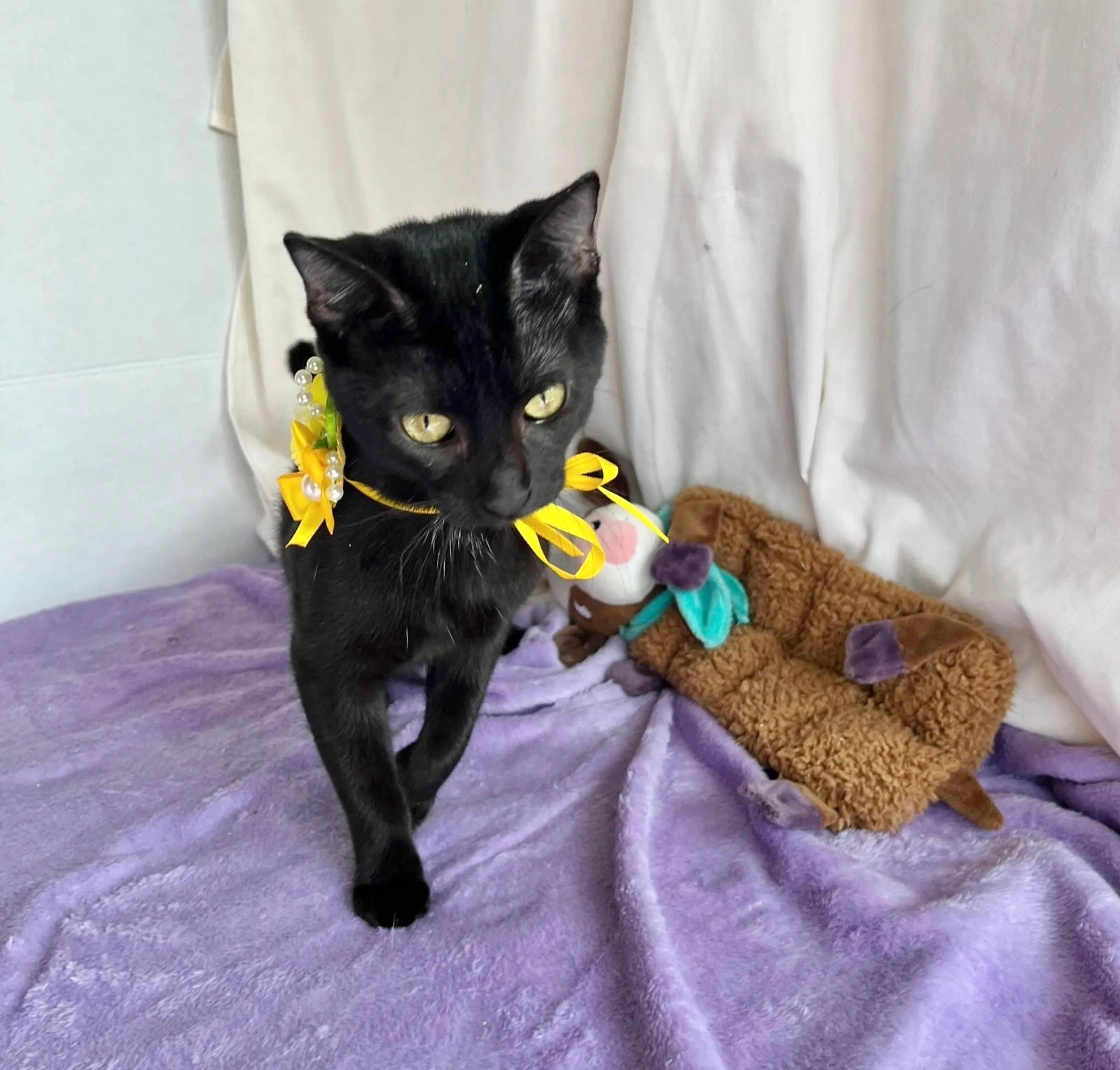 Found pet-4