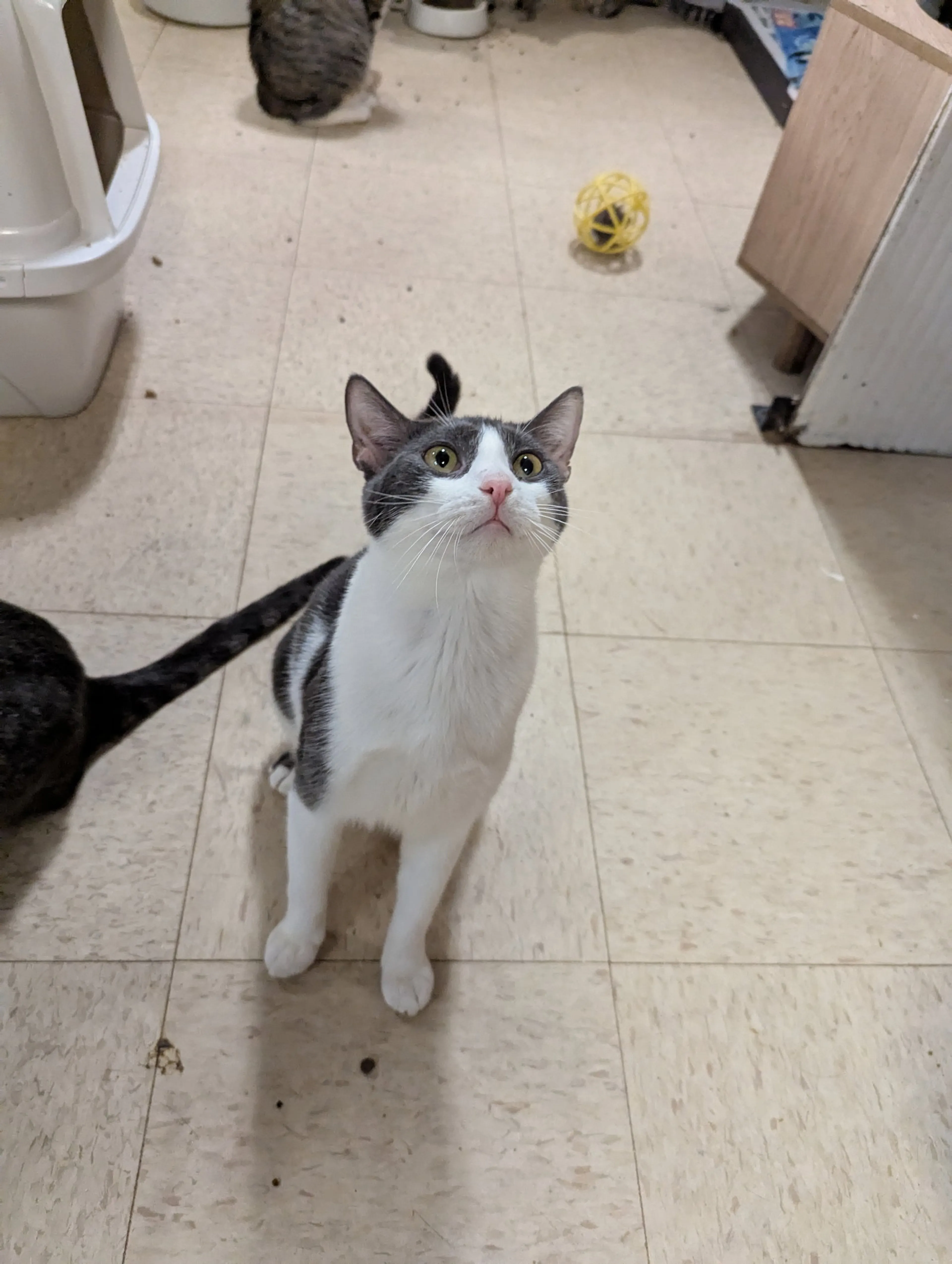 Found pet-5