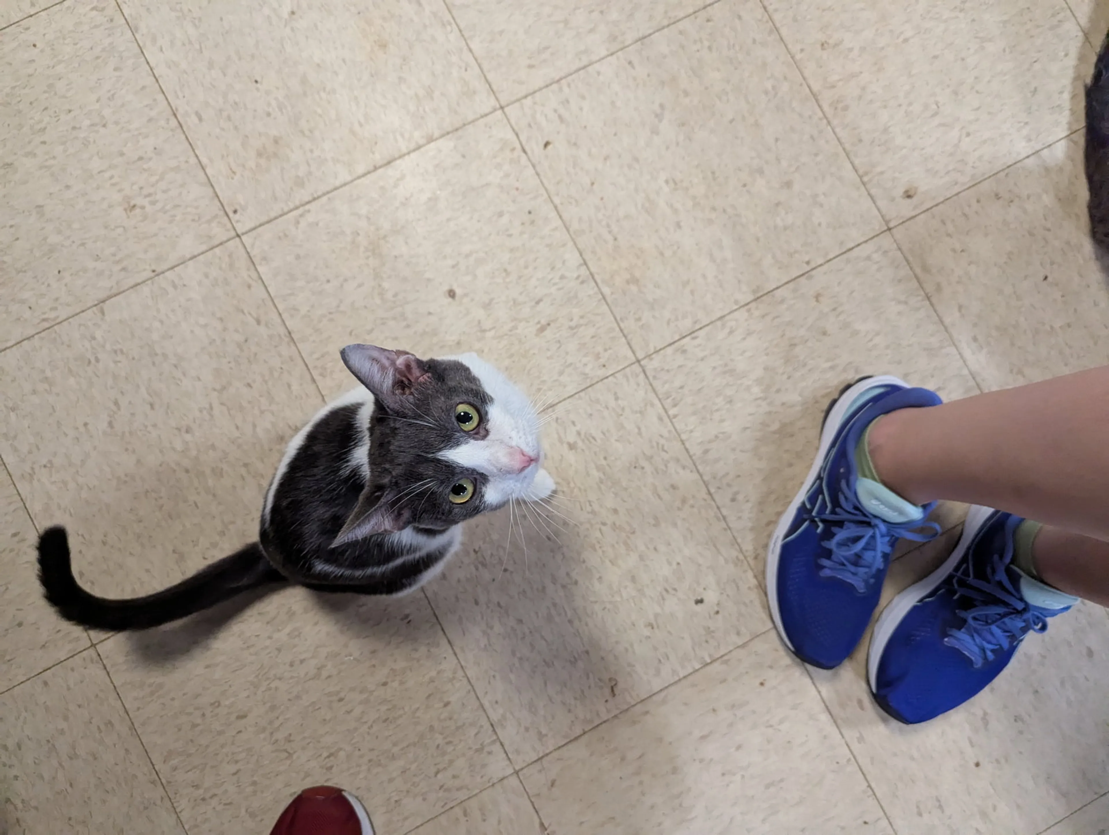 Found pet-6